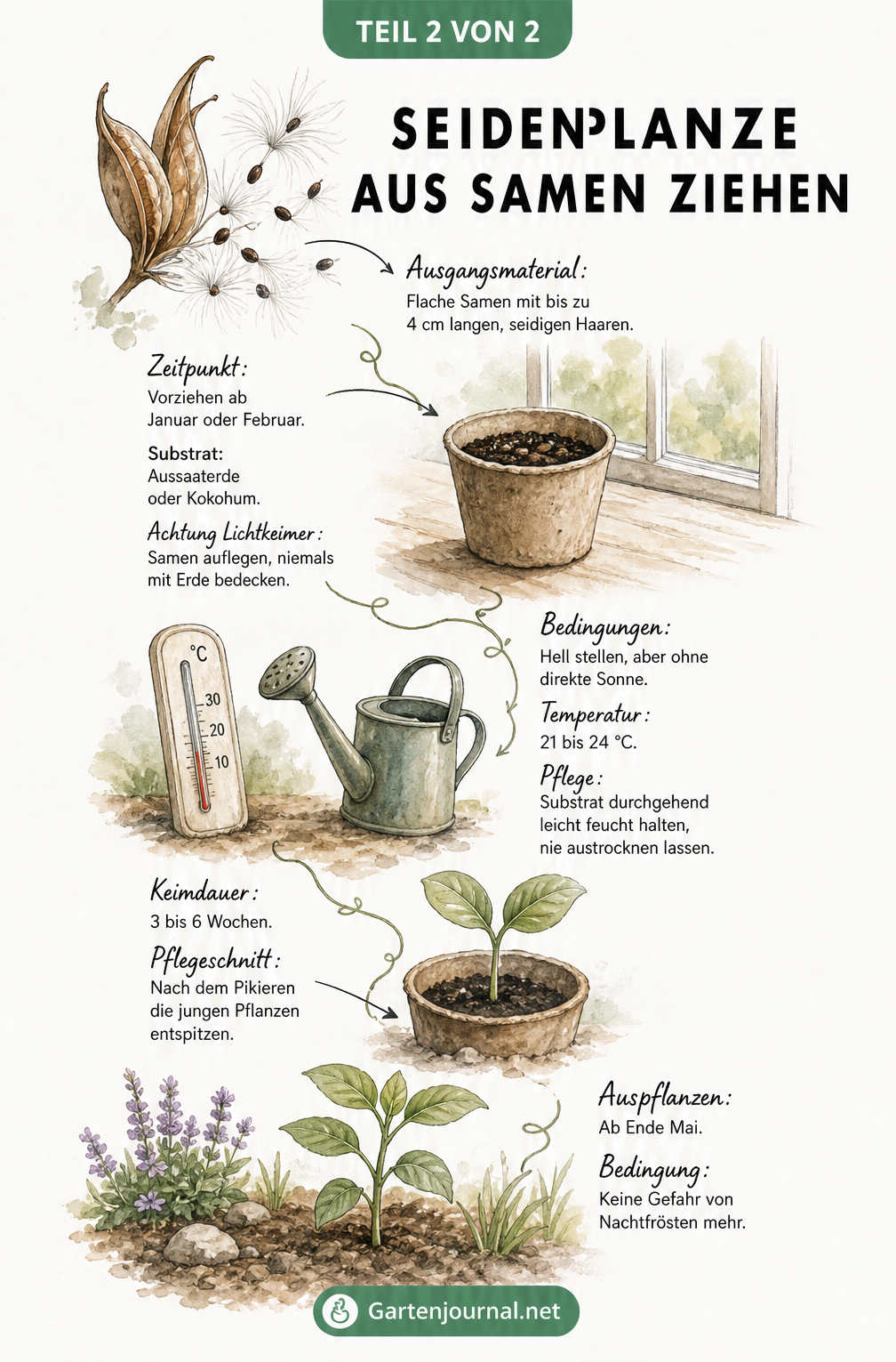 Illustration der Anzucht einer Seidenpflanze aus Samen, vom Anzuchttopf bis zum Auspflanzen ins Beet