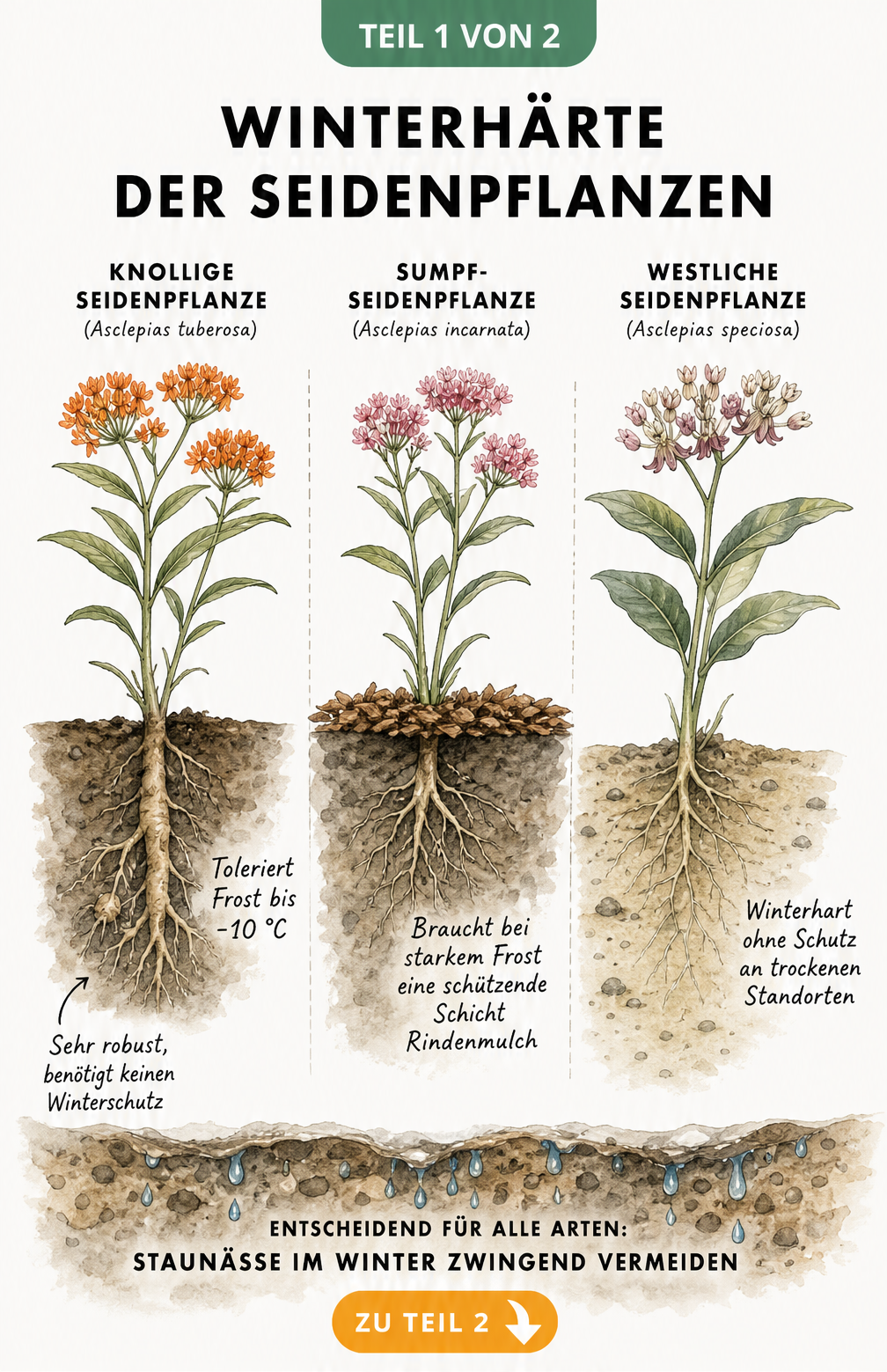 Botanische Illustration der Knolligen, Sumpf- und Westlichen Seidenpflanze mit Hinweisen zur Winterhärte und Bodenbeschaffenheit