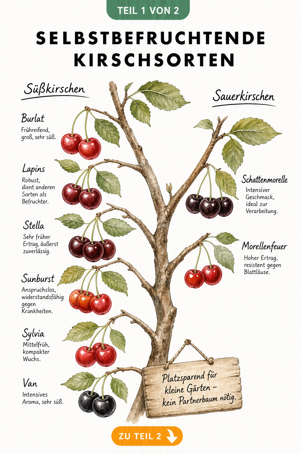 Botanisches Aquarell-Poster mit selbstbefruchtenden Süß- und Sauerkirschen wie Burlat, Stella und Schattenmorelle an einem Ast.