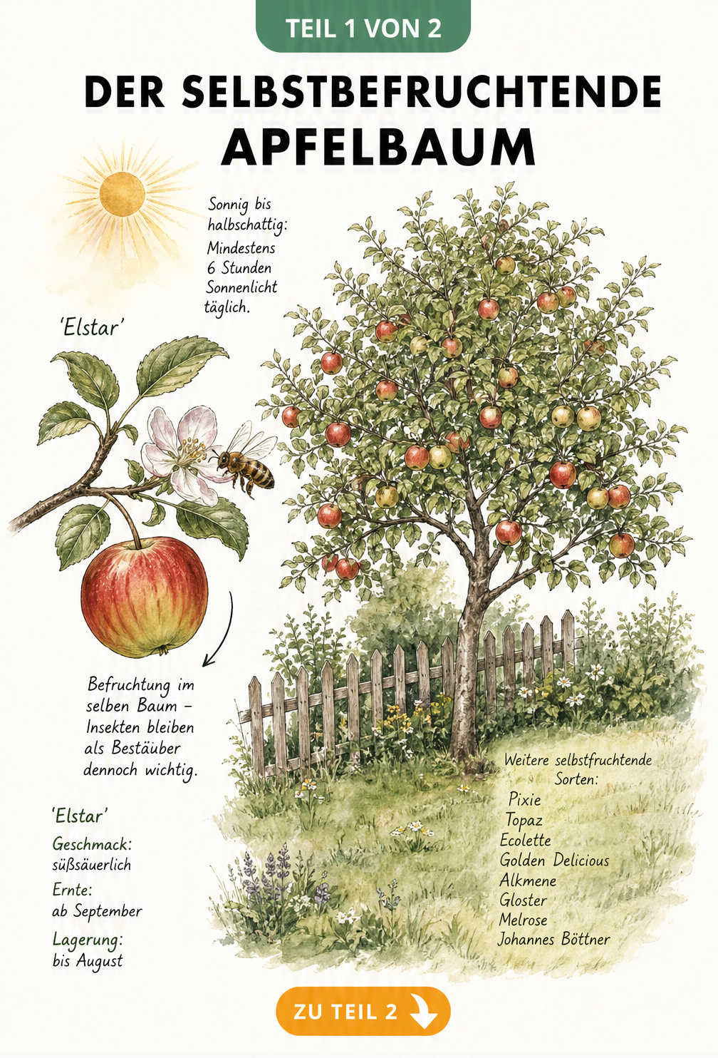 Illustration eines selbstbefruchtenden Apfelbaums der Sorte Elstar mit Blüte, Biene und weiteren Sorten
