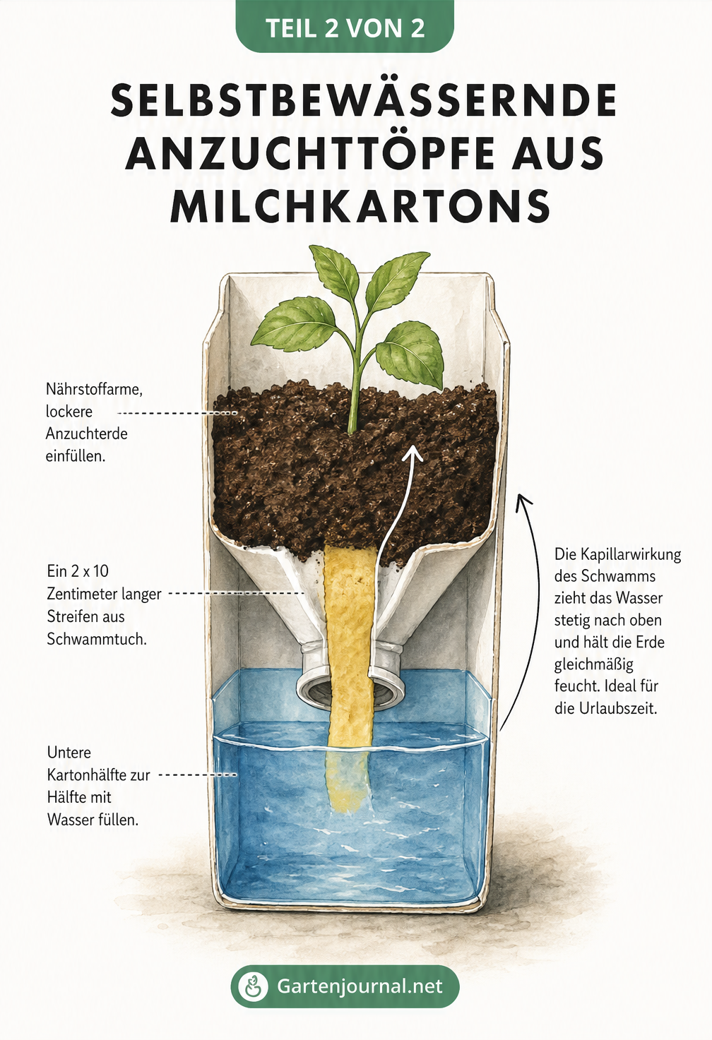 Querschnittszeichnung eines selbstbewässernden Anzuchttopfs aus einem umgebauten Milchkarton mit Schwammtuch.
