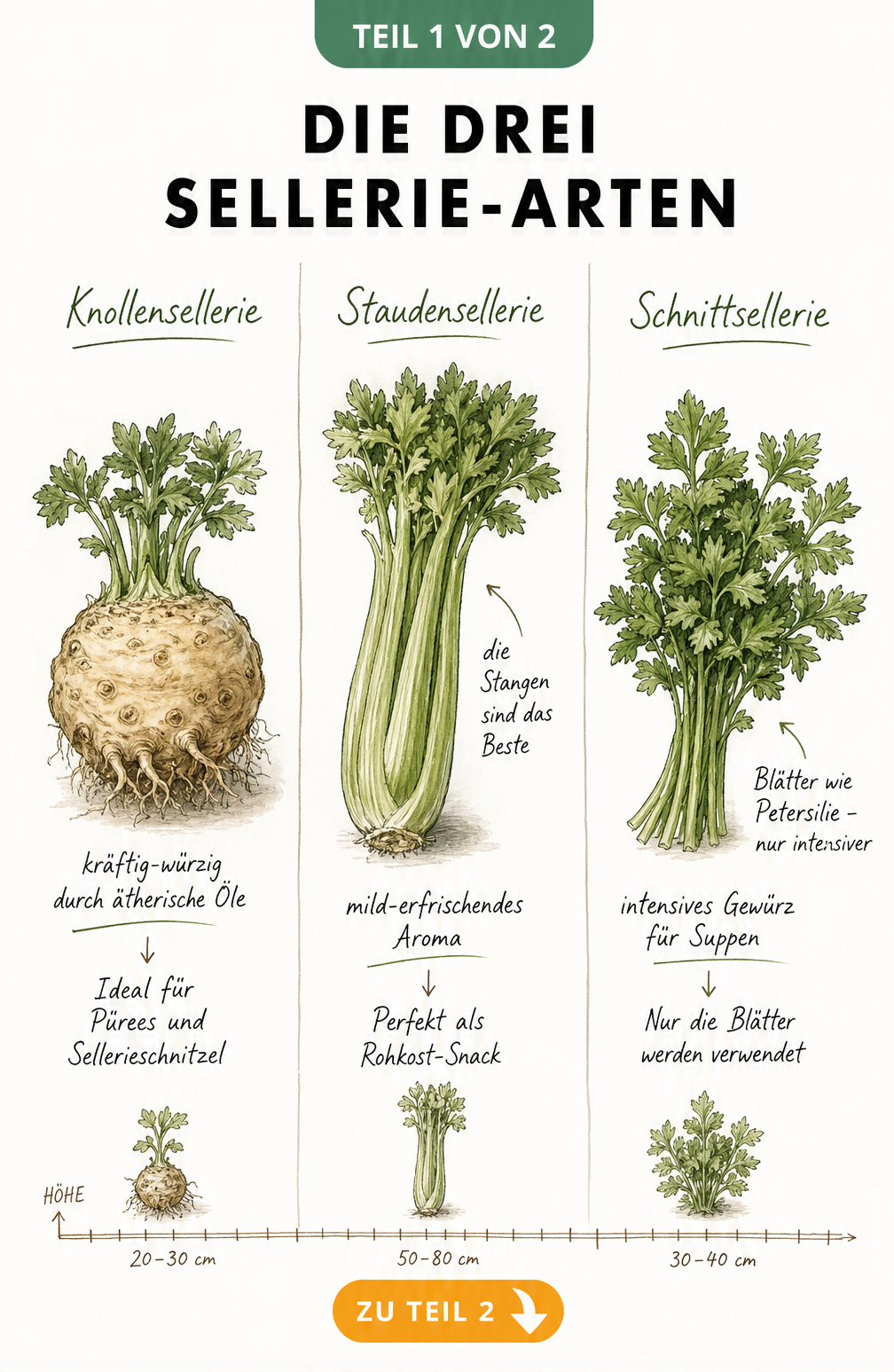 Illustration der drei Sellerie-Arten: Knollensellerie, Staudensellerie und Schnittsellerie mit ihren Merkmalen