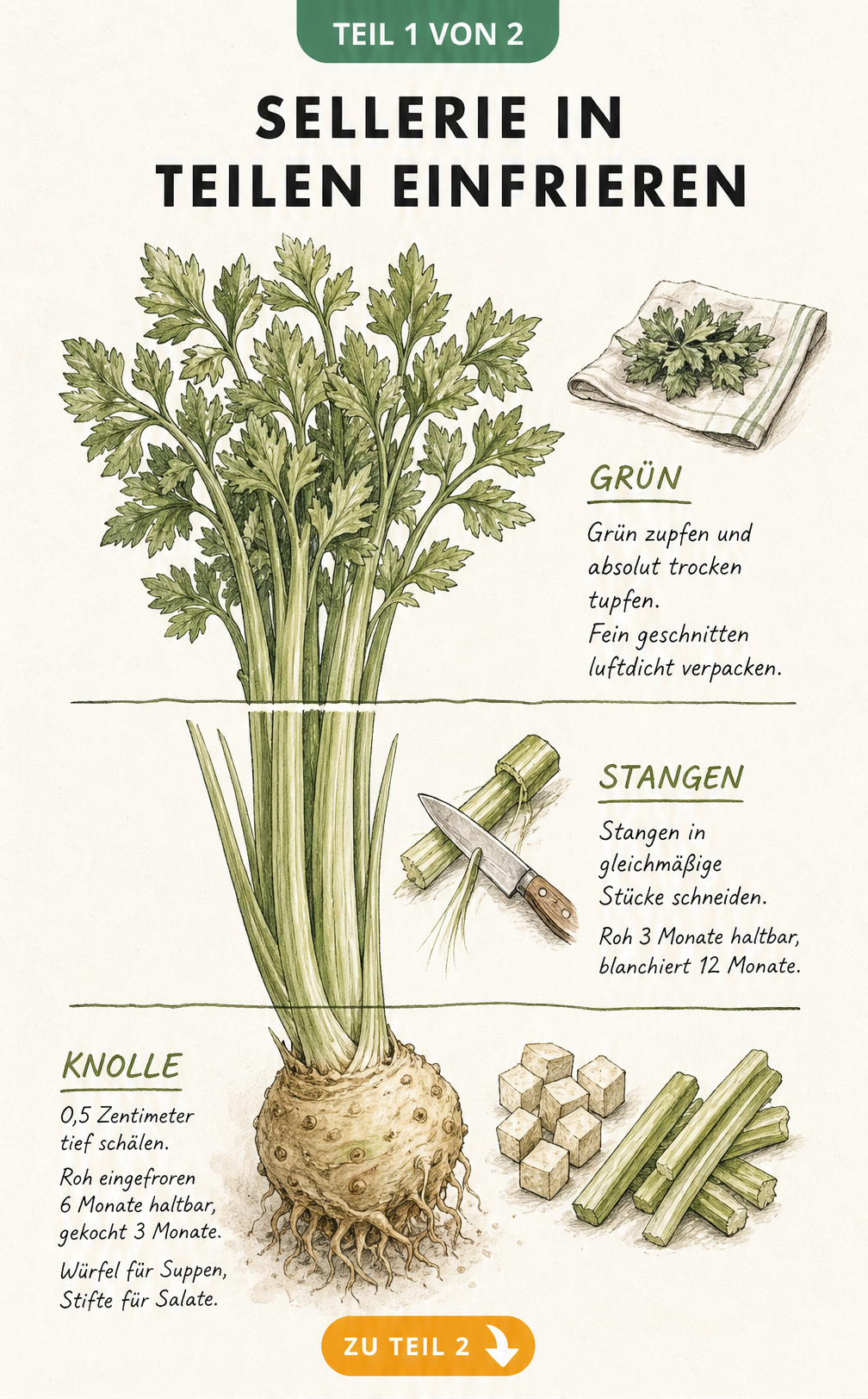 Botanische Illustration einer Selleriepflanze im Querschnitt mit Knolle, Stangen und Grün sowie Tipps zur Haltbarkeit beim Einfrieren.