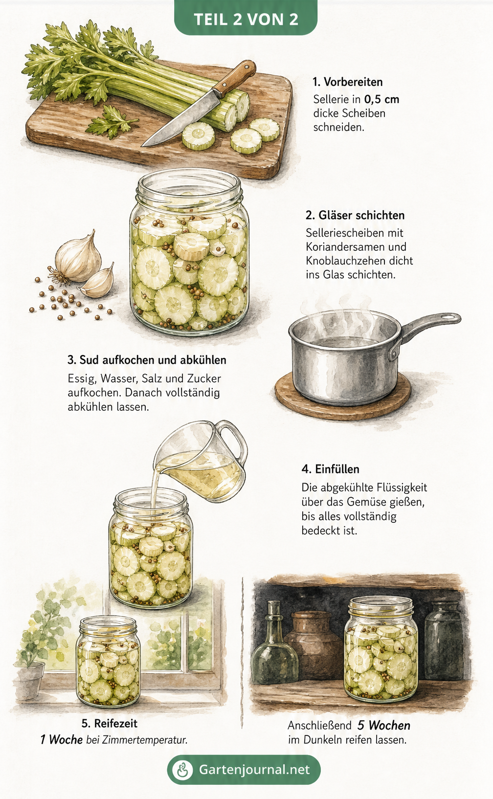 Rezeptskizze zum Einlegen von Sellerie in Essig, vom Schneiden der Scheiben über das Schichten im Glas bis zur Lagerung.