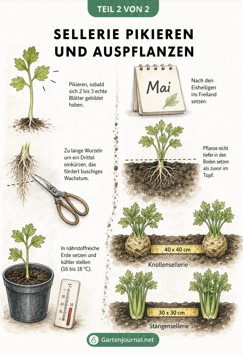 Illustration zum Pikieren von Sellerie mit gekürzten Wurzeln und Pflanzabständen im Gartenbeet