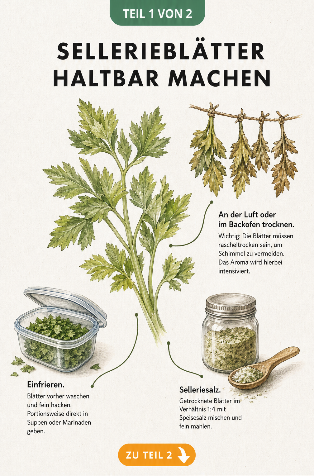 Illustration von Sellerieblättern mit Methoden zum Haltbarmachen wie Trocknen, Einfrieren und Selleriesalz