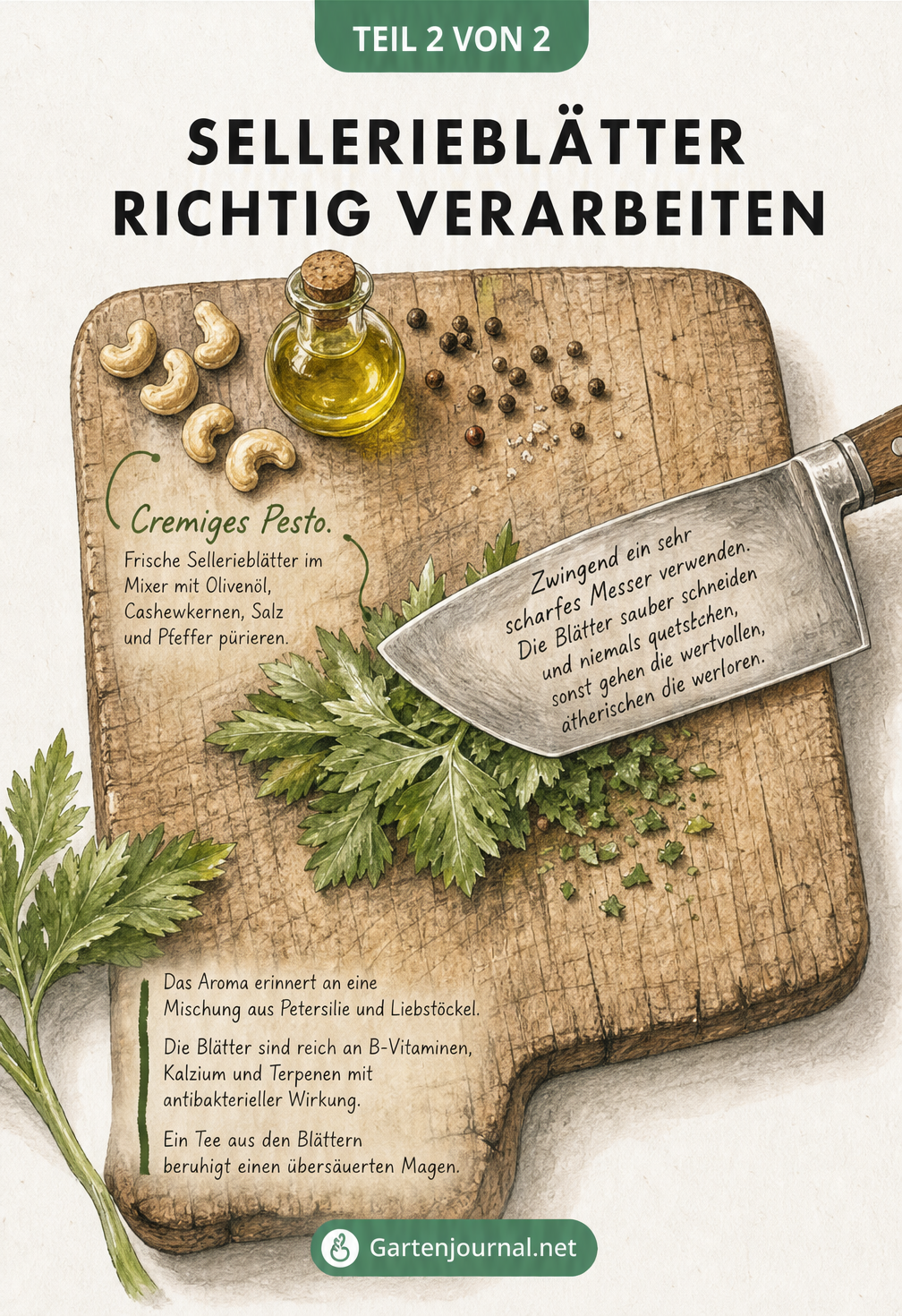 Illustration eines Holzschneidebretts mit Sellerieblatt, Messer und Zutaten für cremiges Pesto
