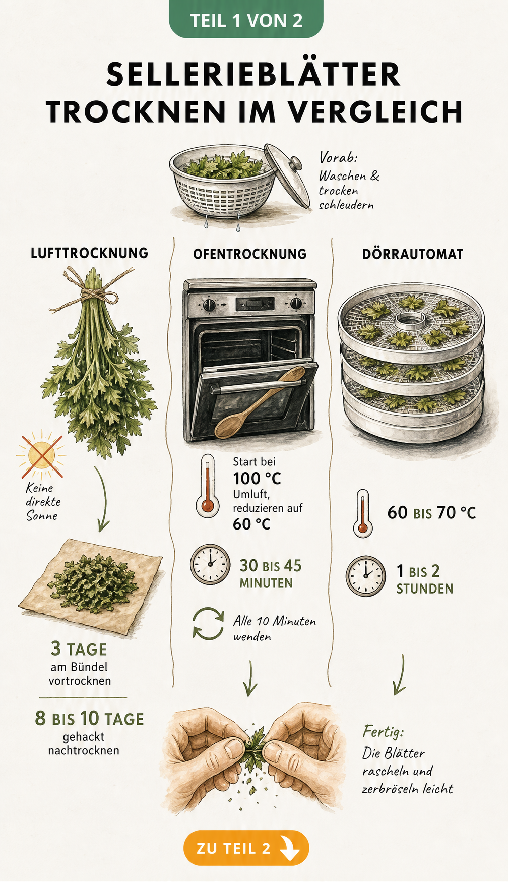 Illustration von drei Methoden zum Trocknen von Sellerieblättern: Lufttrocknung am Bündel, Ofentrocknung und Dörrautomat