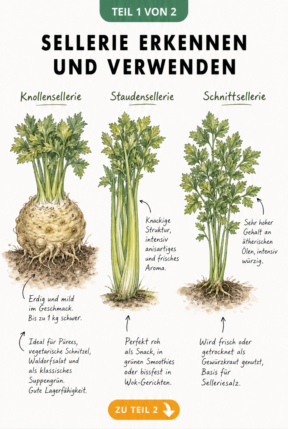 Illustration von Knollensellerie, Staudensellerie und Schnittsellerie mit Erklärungen zu Geschmack und Verwendung