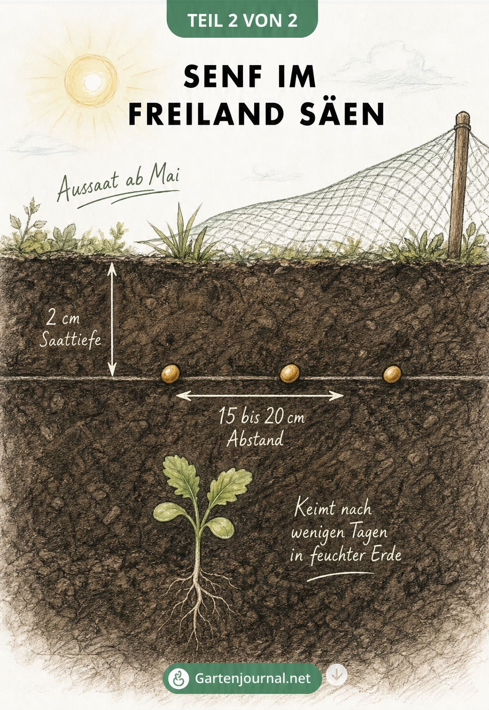Querschnitt eines Gartenbeets mit Senfkörnern, Saattiefe und Pflanzabstand