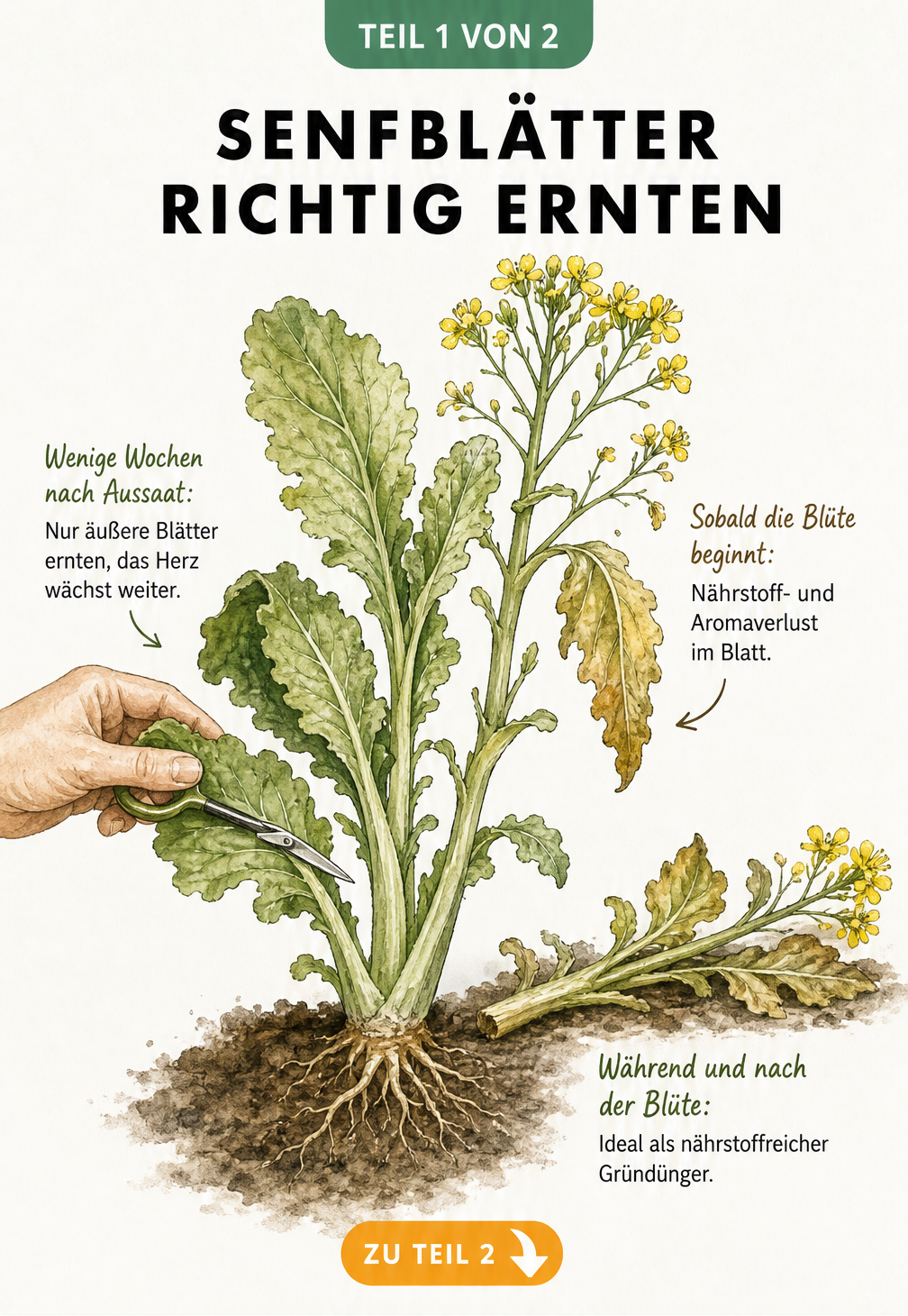 Botanische Illustration einer Senfpflanze, die zeigt, wie man junge Senfblätter erntet und dass die Pflanze während der Blüte als Gründünger dient.