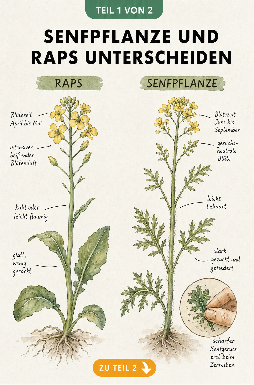 Botanische Illustration von Rapspflanze und Senfpflanze mit Details zu Blättern, Stängeln und Blüten