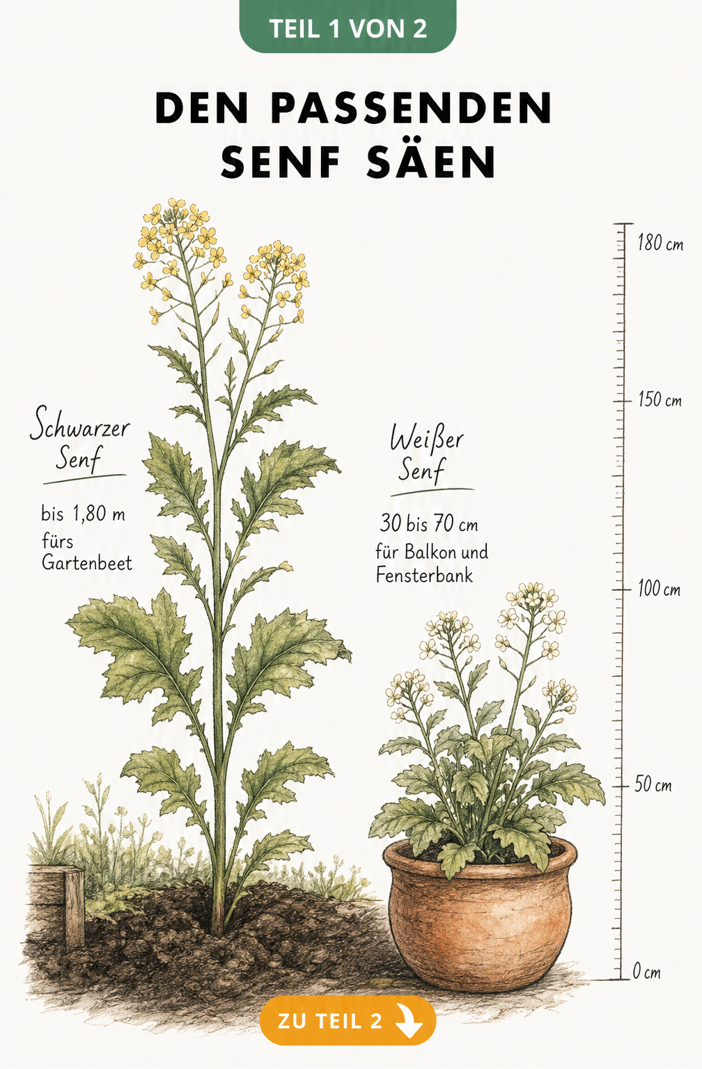 Botanische Illustration von schwarzem und weißem Senf mit Größenvergleich