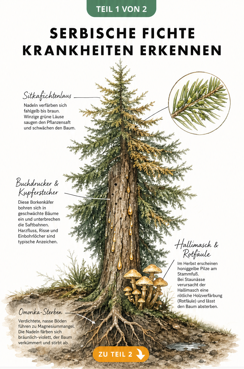 Illustration einer Serbischen Fichte mit Schadbildern von Hallimasch, Rotfäule, Borkenkäfer und Sitkafichtenlaus