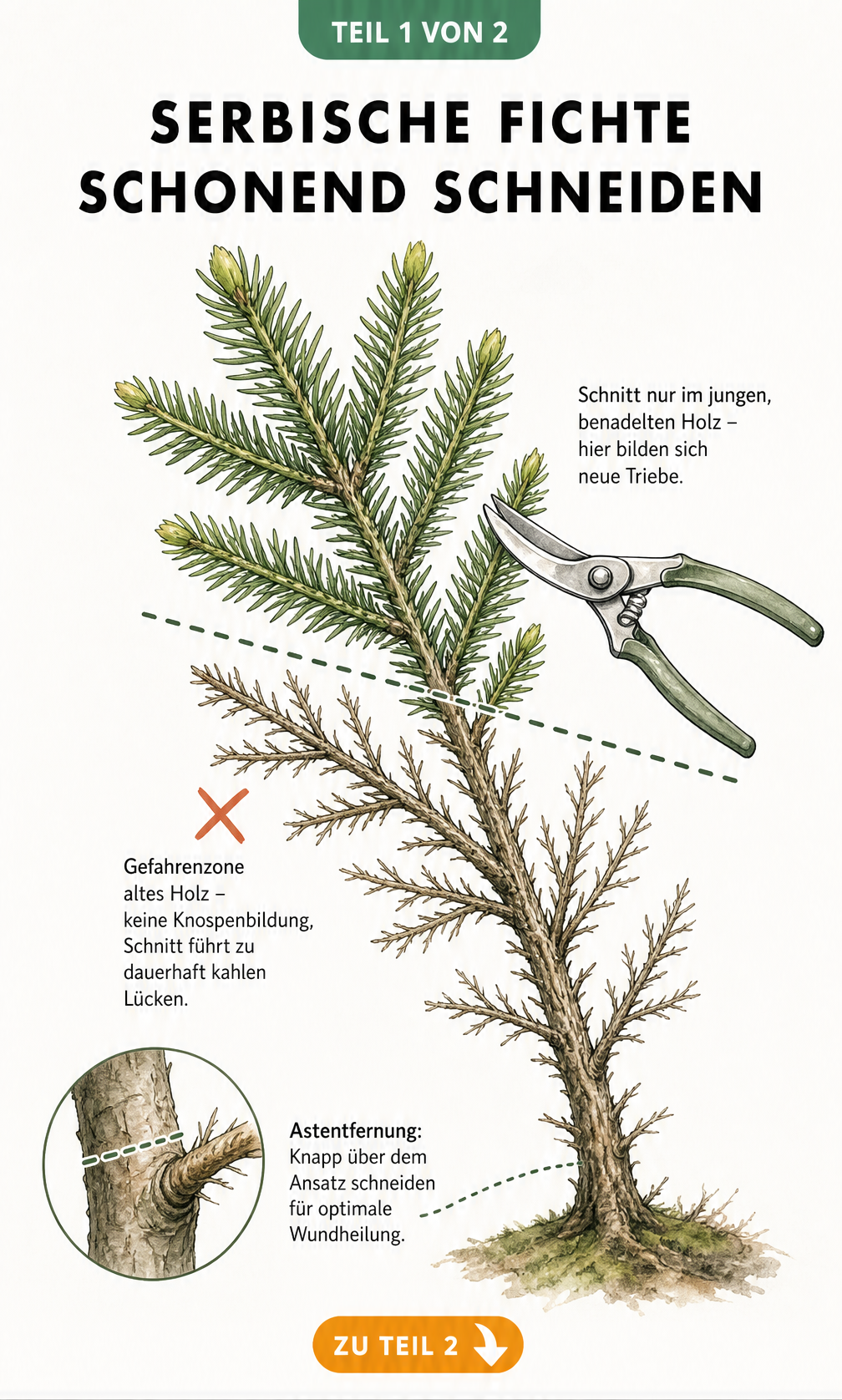 Botanische Illustration eines Fichtenzweigs, die den korrekten Schnitt im jungen, benadelten Holz und die Gefahrenzone im alten Holz zeigt.