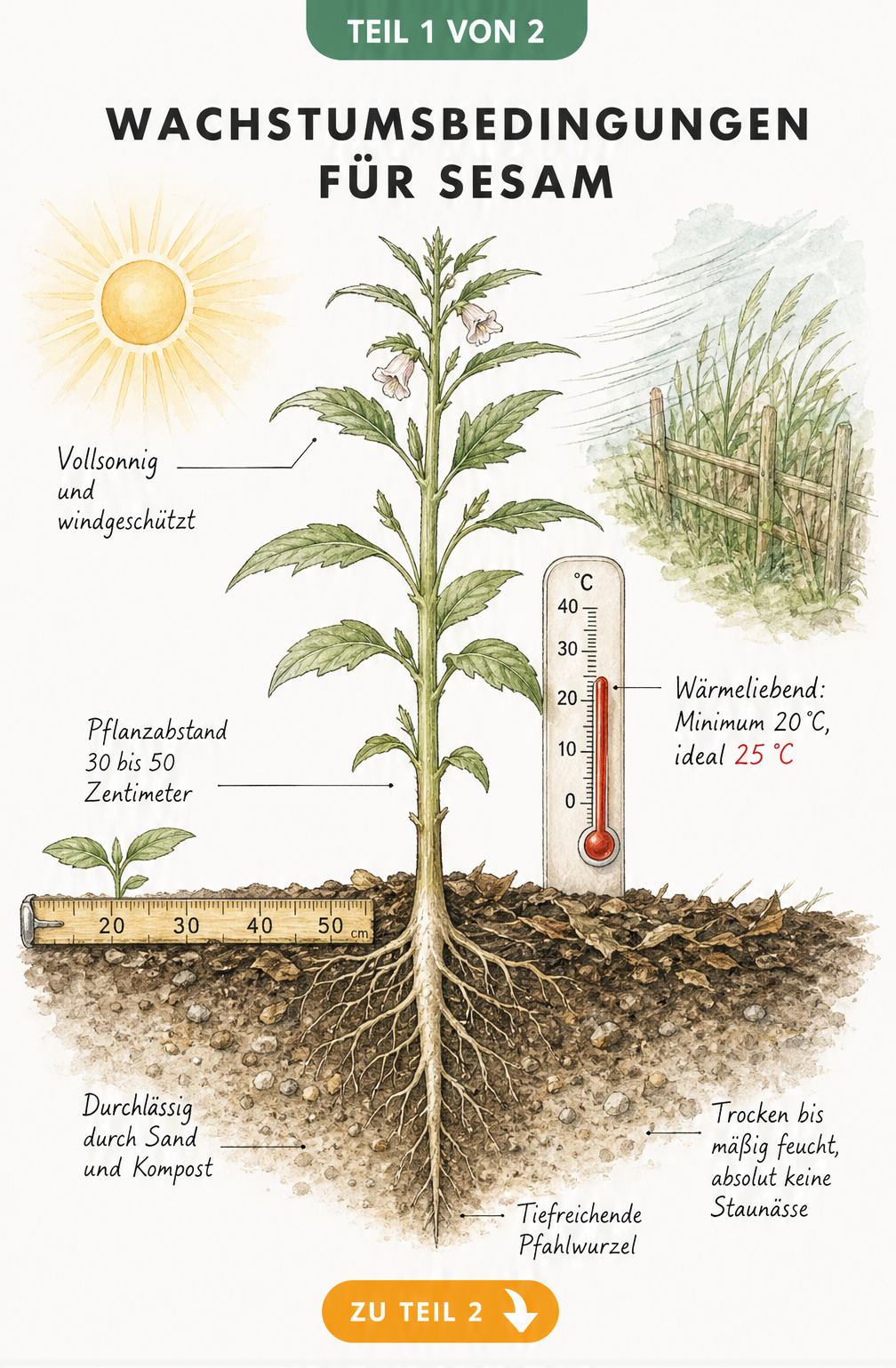 Illustration einer Sesampflanze im Beet mit Pfahlwurzel, Thermometer und Hinweisen zu Licht, Temperatur und Boden