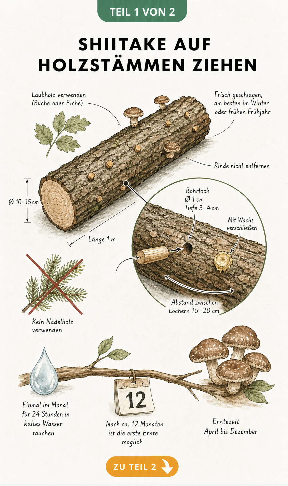 Illustration eines Laubholzstammes mit Maßangaben und Lupenansicht zum Einsetzen von Myzel-Dübeln für den Shiitake-Anbau