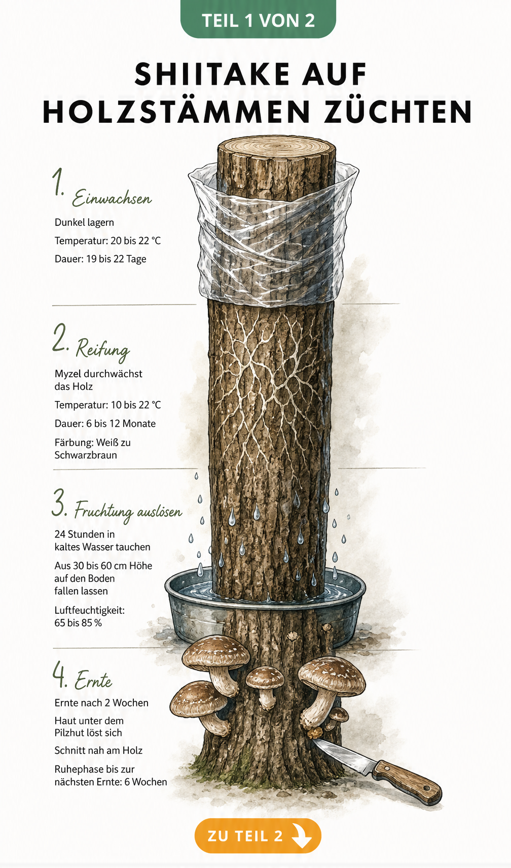 Illustration eines Holzstamms mit Bohrlöchern und Querschnitten zur Vorbereitung für die Shiitake-Zucht
