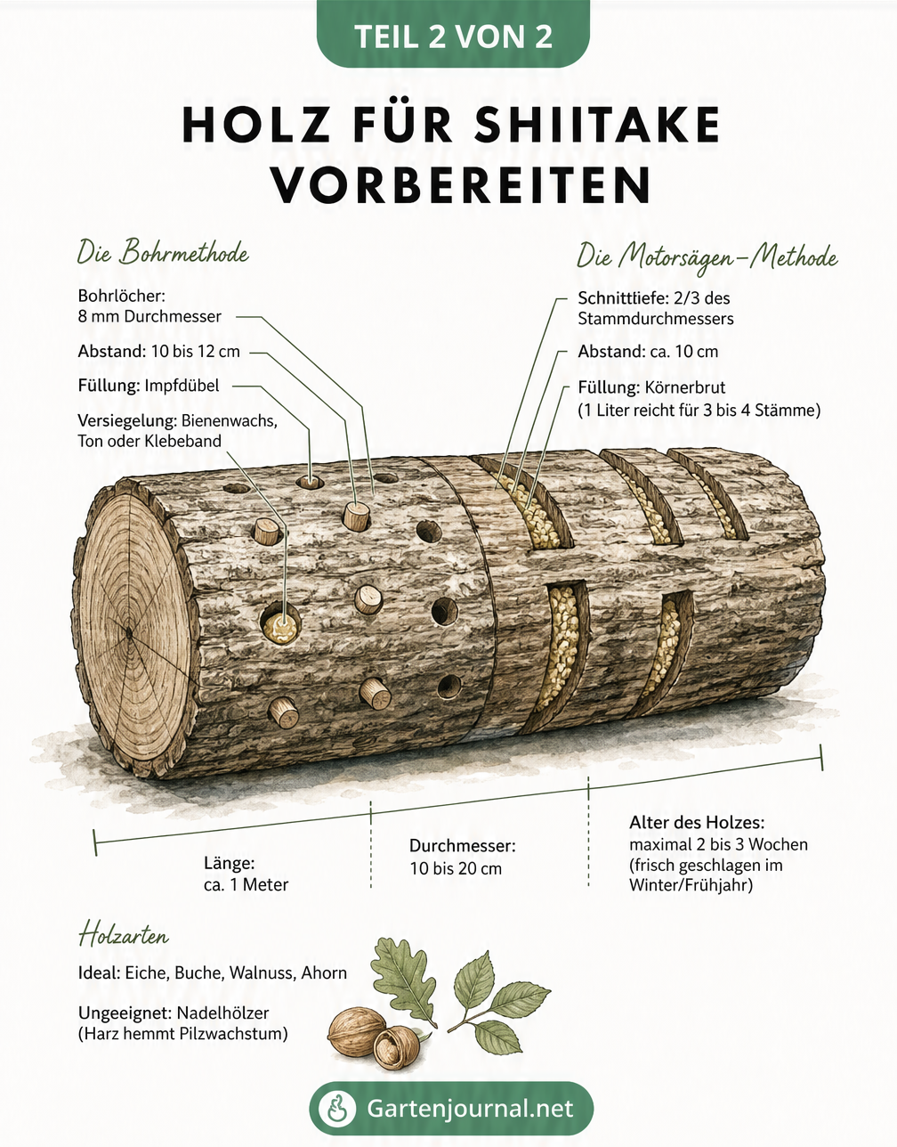 Illustration der vier Wachstumsphasen von Shiitake-Pilzen auf einem Holzstamm, vom Einwachsen bis zur Ernte
