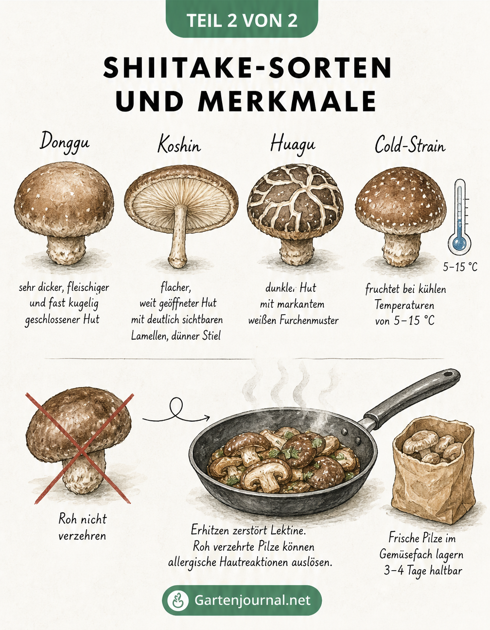 Übersicht von vier Shiitake-Sorten Donggu, Koshin, Huagu und Cold-Strain sowie Hinweise zur Zubereitung und Haltbarkeit