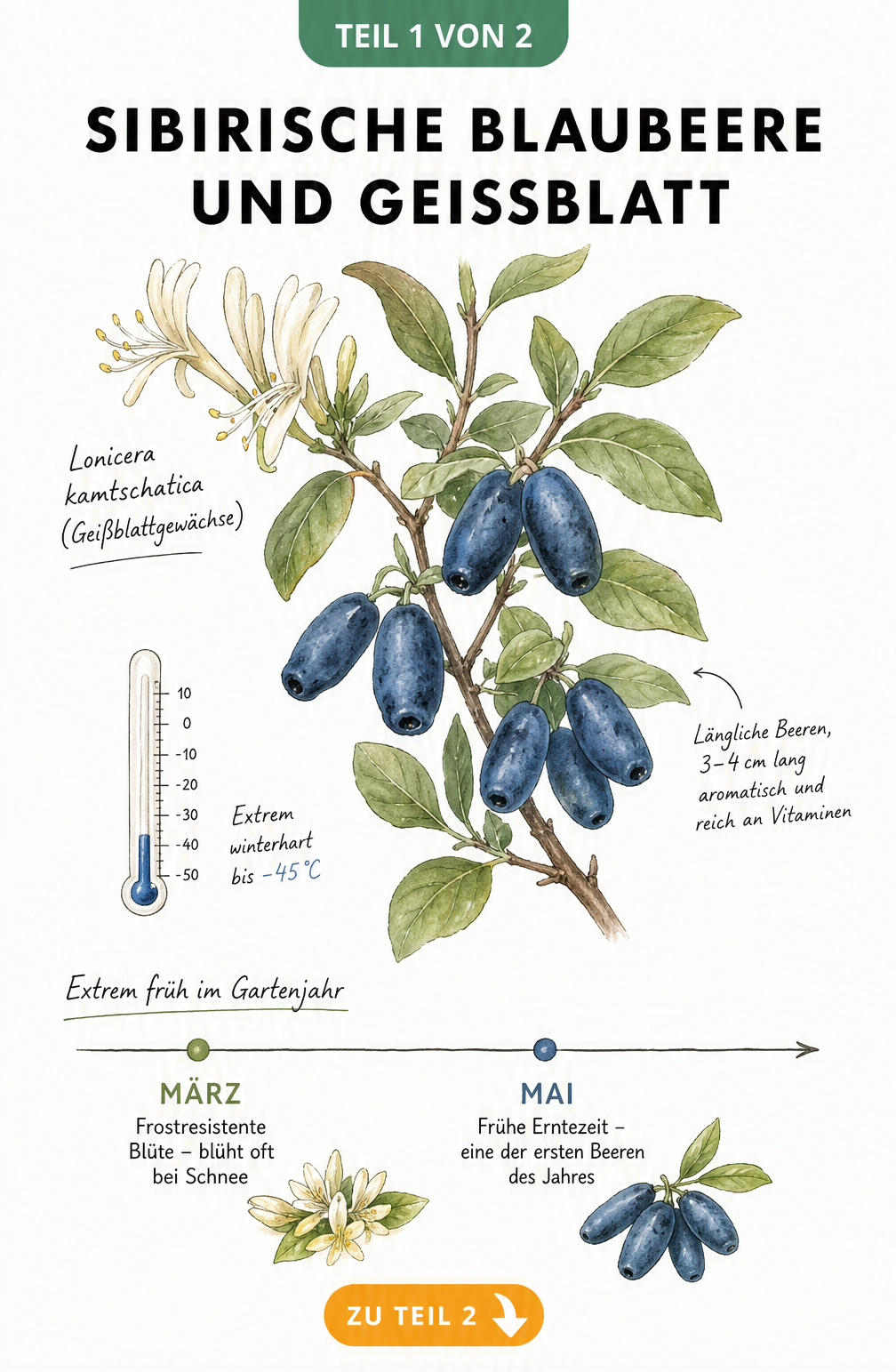 Botanische Illustration eines Zweiges der Sibirischen Blaubeere mit Blüten, reifen Früchten und einem Zeitstrahl zur frühen Ernte
