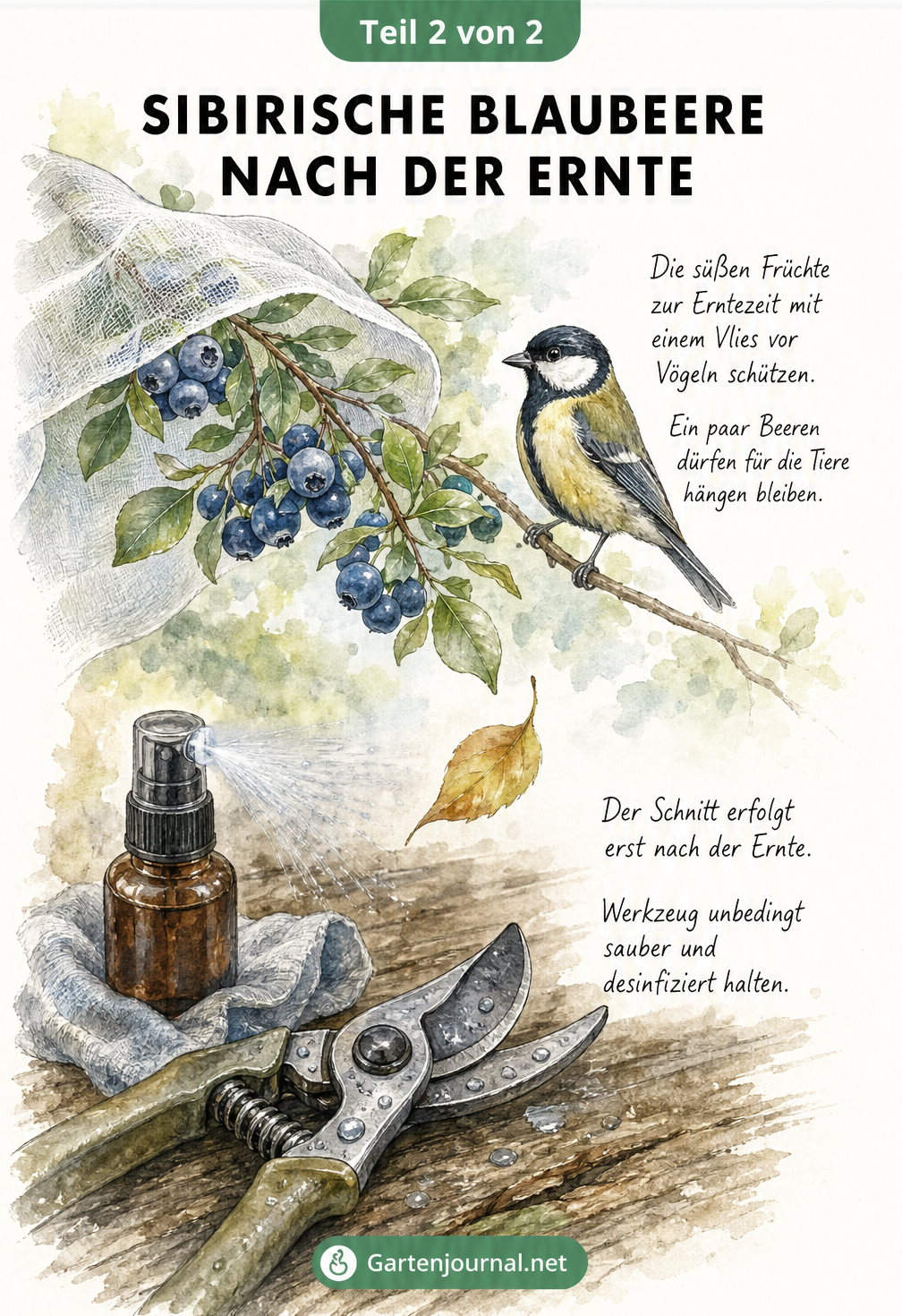 Illustration eines Blaubeerzweigs mit Vlies und Vogel sowie einer sauberen Gartenschere, die den Schnitt nach der Ernte symbolisiert.