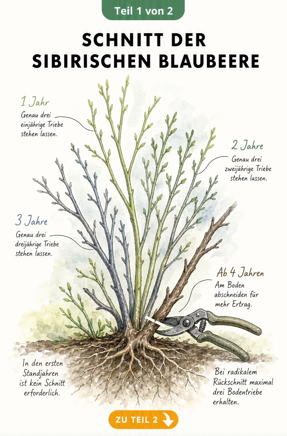 Botanische Illustration eines Sibirischen Blaubeerstrauchs im Querschnitt, die zeigt, welche Triebe beim Schnitt stehen bleiben und welche bodennah entfernt...
