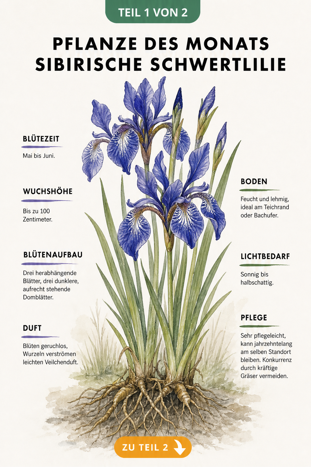 Botanische Illustration der Sibirischen Schwertlilie mit blauen Blüten, Blättern und Wurzeln