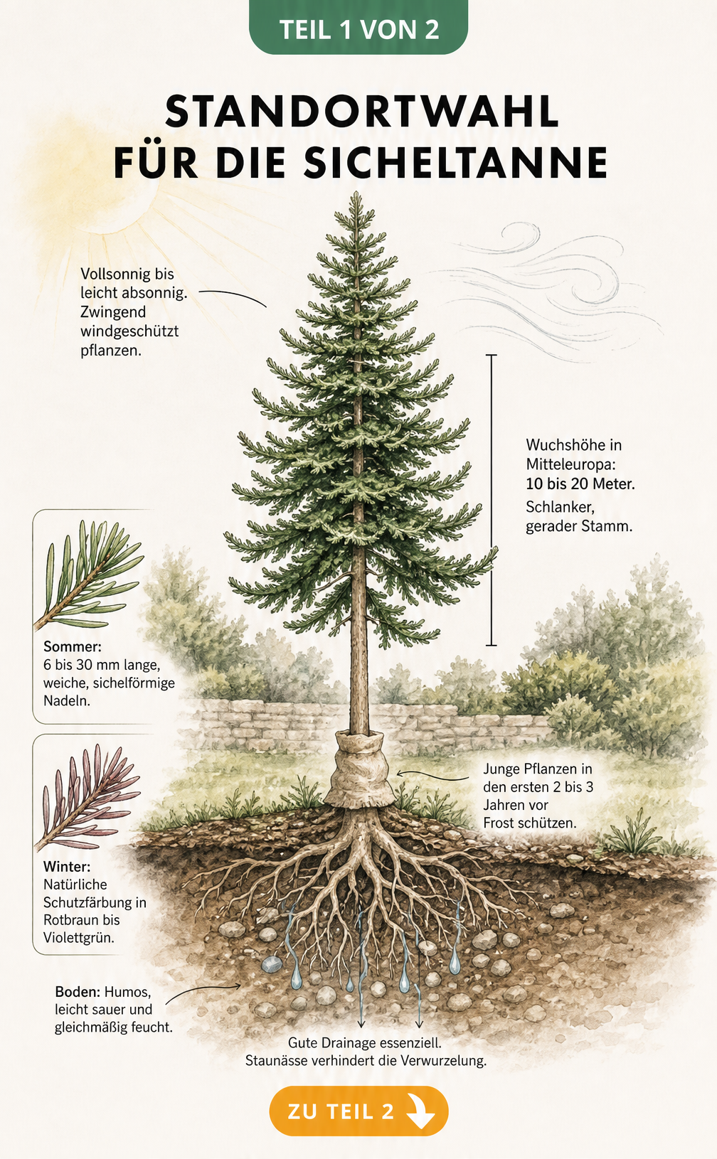 Botanische Querschnitt-Illustration einer jungen Sicheltanne mit Informationen zu Standort, Wuchs, Nadeln und Bodenbeschaffenheit