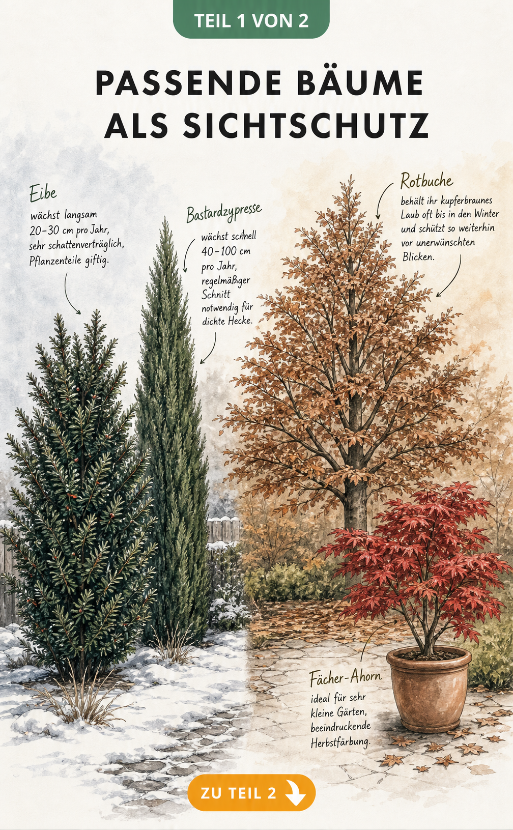 Botanische Illustration von Eibe, Bastardzypresse, Rotbuche und Fächer-Ahorn als Sichtschutzbäume im Garten
