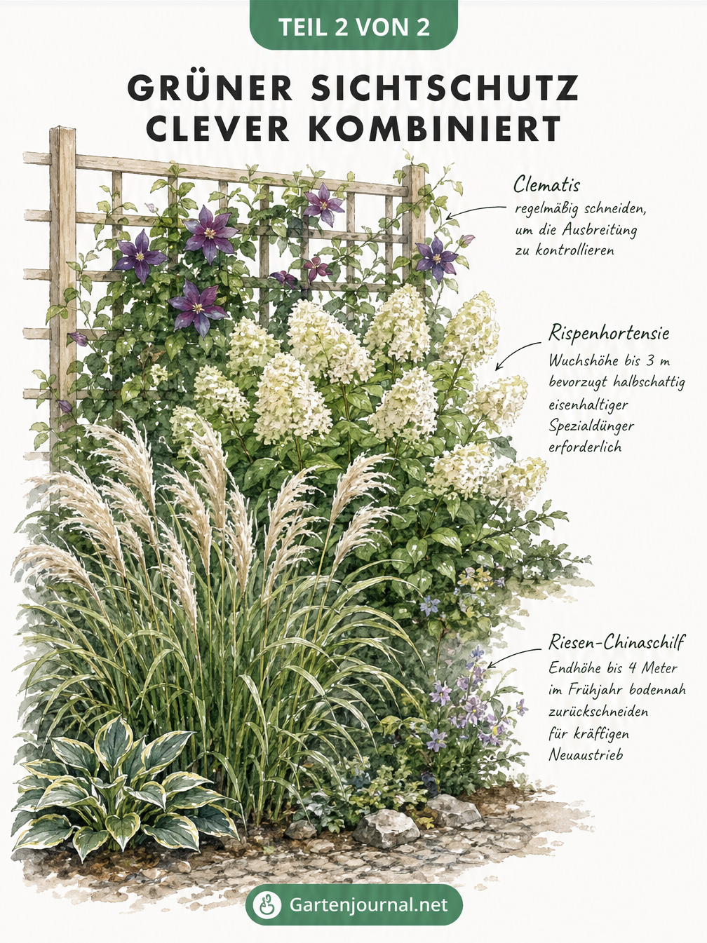 Handkolorierte Gartenbau-Skizze zeigt Clematis am Spalier, Rispenhortensie und Riesen-Chinaschilf als gestaffelten Sichtschutz