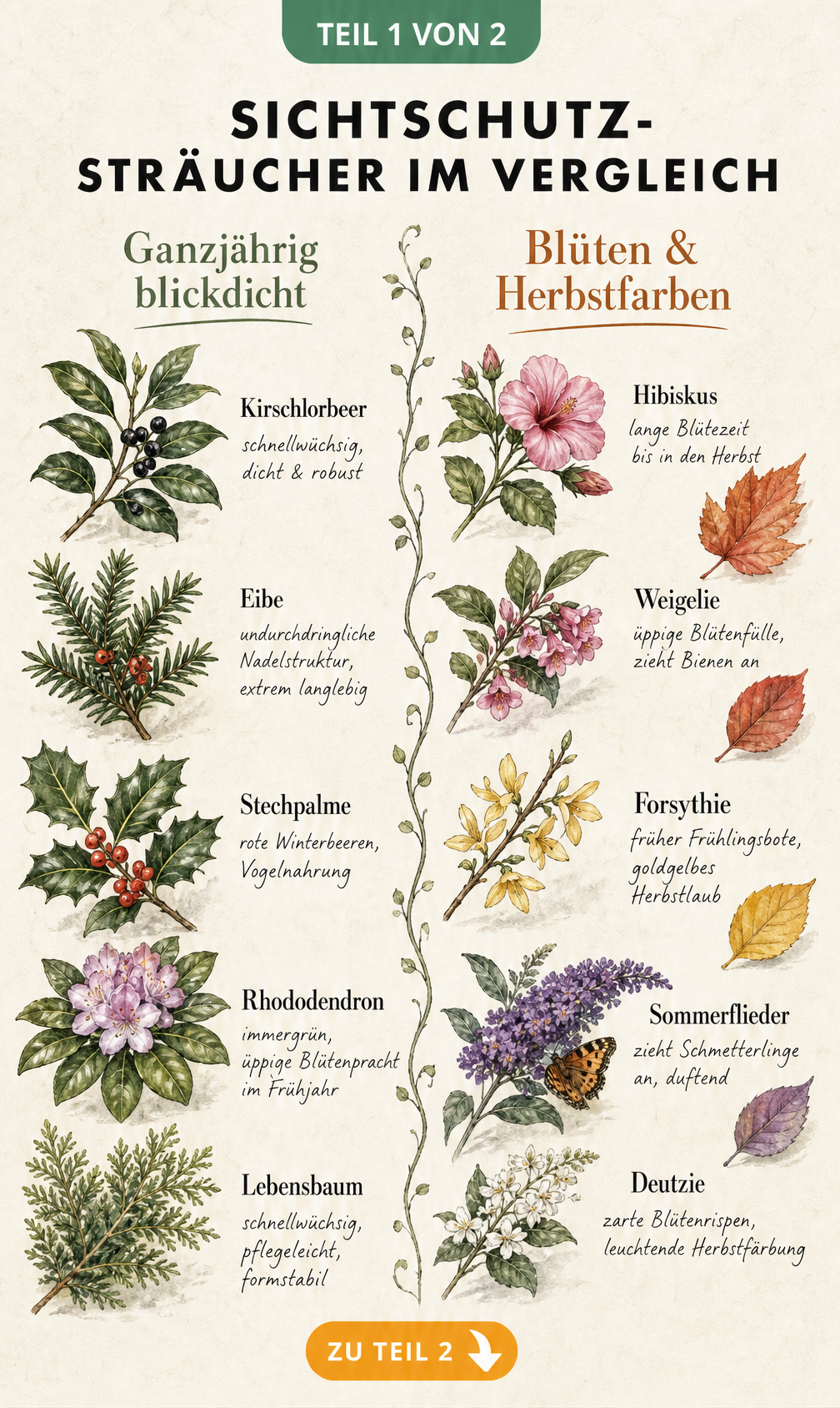 Botanische Vintage-Lehrtafel mit immergrünen und sommergrünen Sträuchern als Sichtschutz