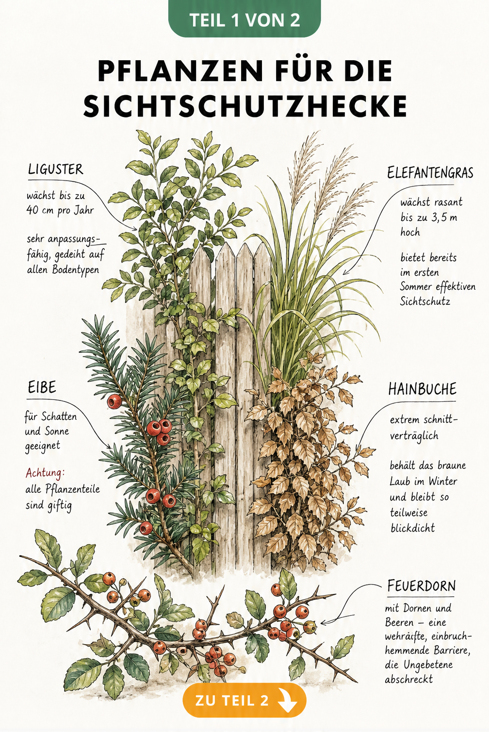 Botanische Illustration von fünf Heckenpflanzen am Holzzaun: Liguster, Eibe, Elefantengras, Hainbuche und Feuerdorn mit Eigenschaften
