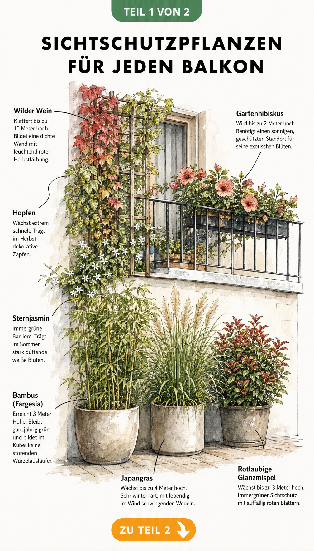 Architektur-Skizze eines Balkons mit Sichtschutzpflanzen wie Wilder Wein, Bambus und Gartenhibiskus