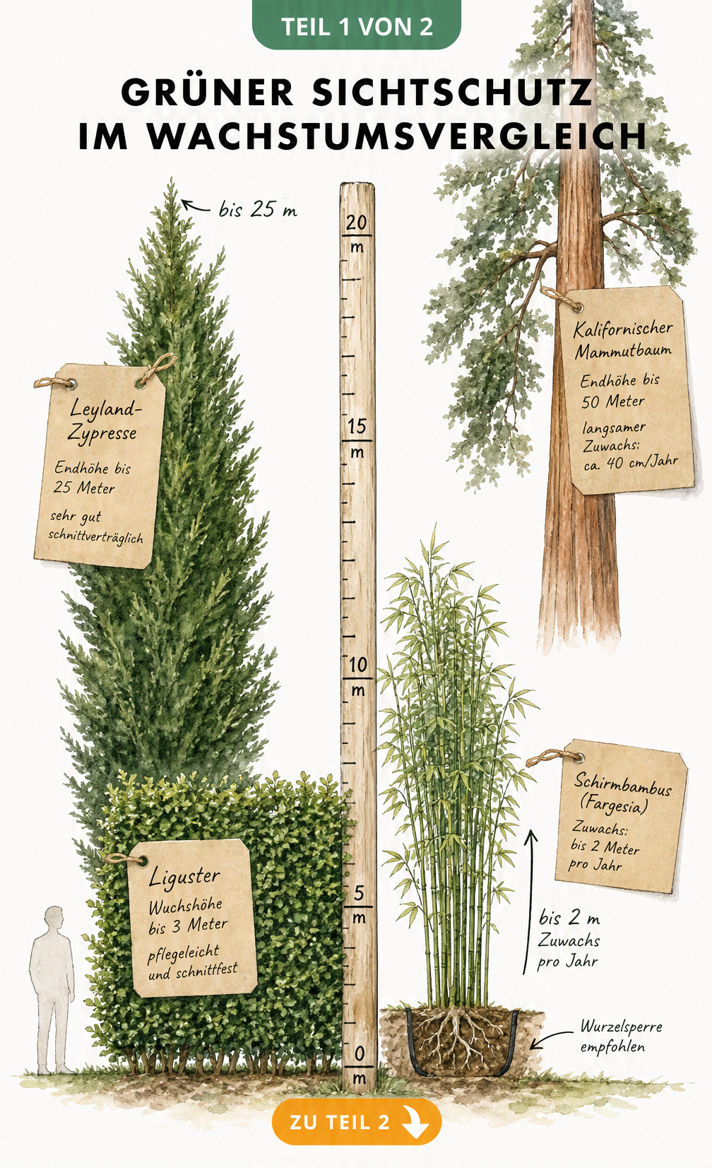 Botanische Messstation im Vintage-Stil zeigt Leyland-Zypresse, Schirmbambus, Liguster und Mammutbaum im Wachstumsvergleich