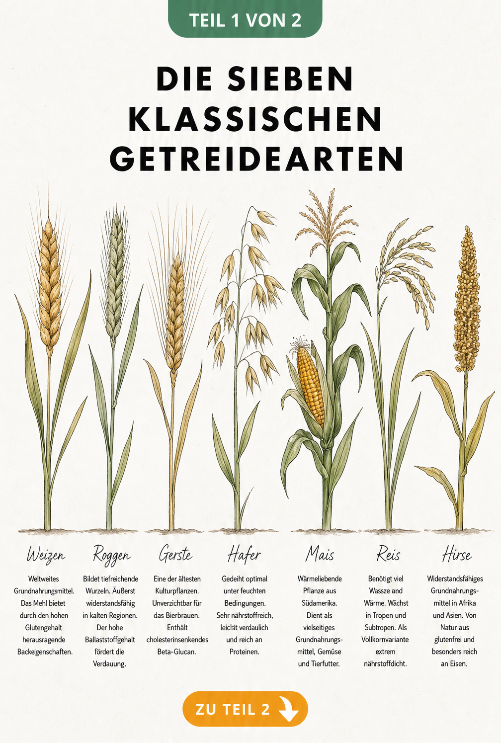 Botanische Illustration der sieben klassischen Getreidearten Weizen, Roggen, Gerste, Hafer, Mais, Reis und Hirse mit kurzen Erklärungen