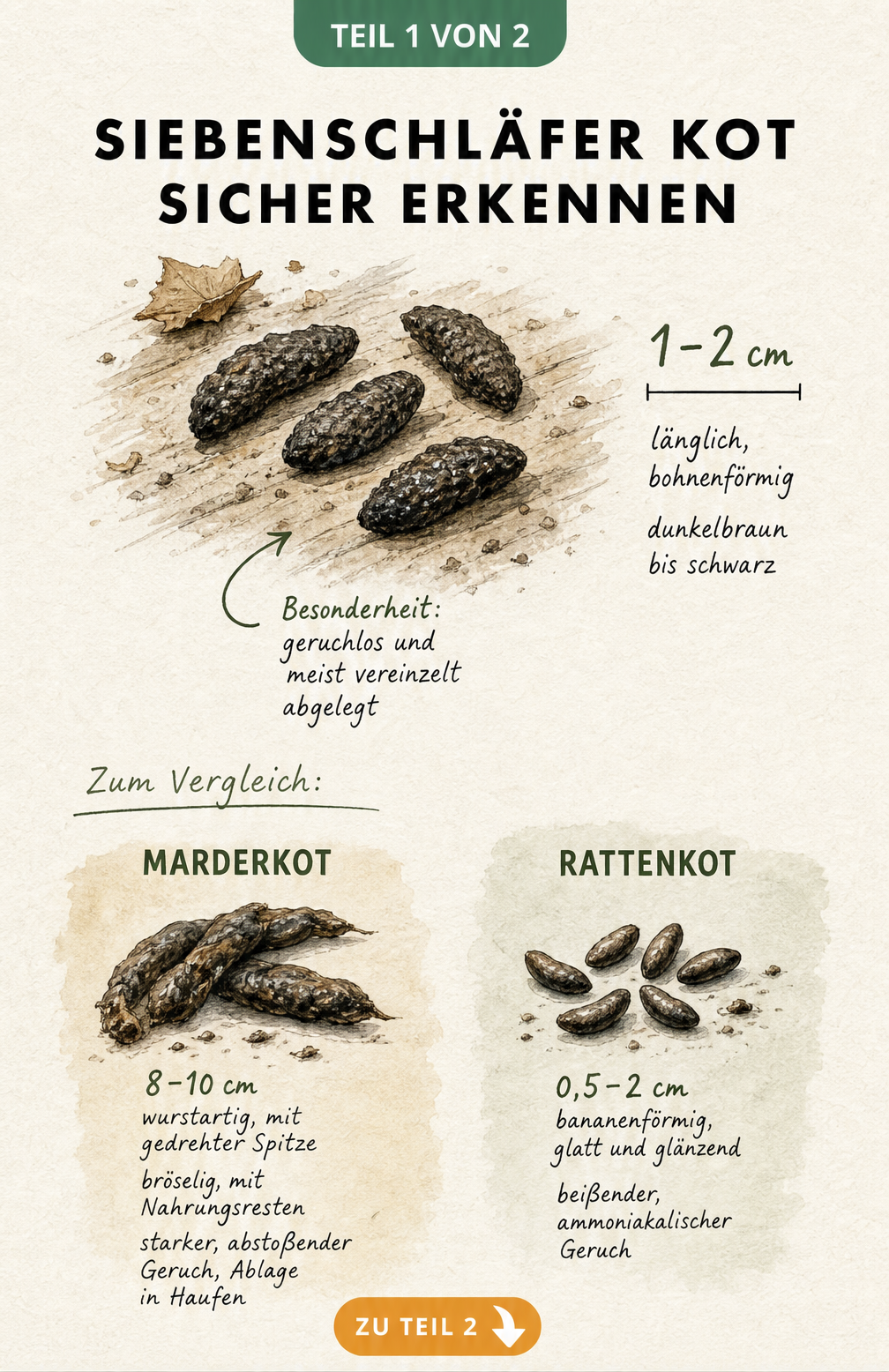 Naturgetreue Skizze von Siebenschläfer-Kot mit Größenangaben und Vergleich zu Marder- und Rattenkot