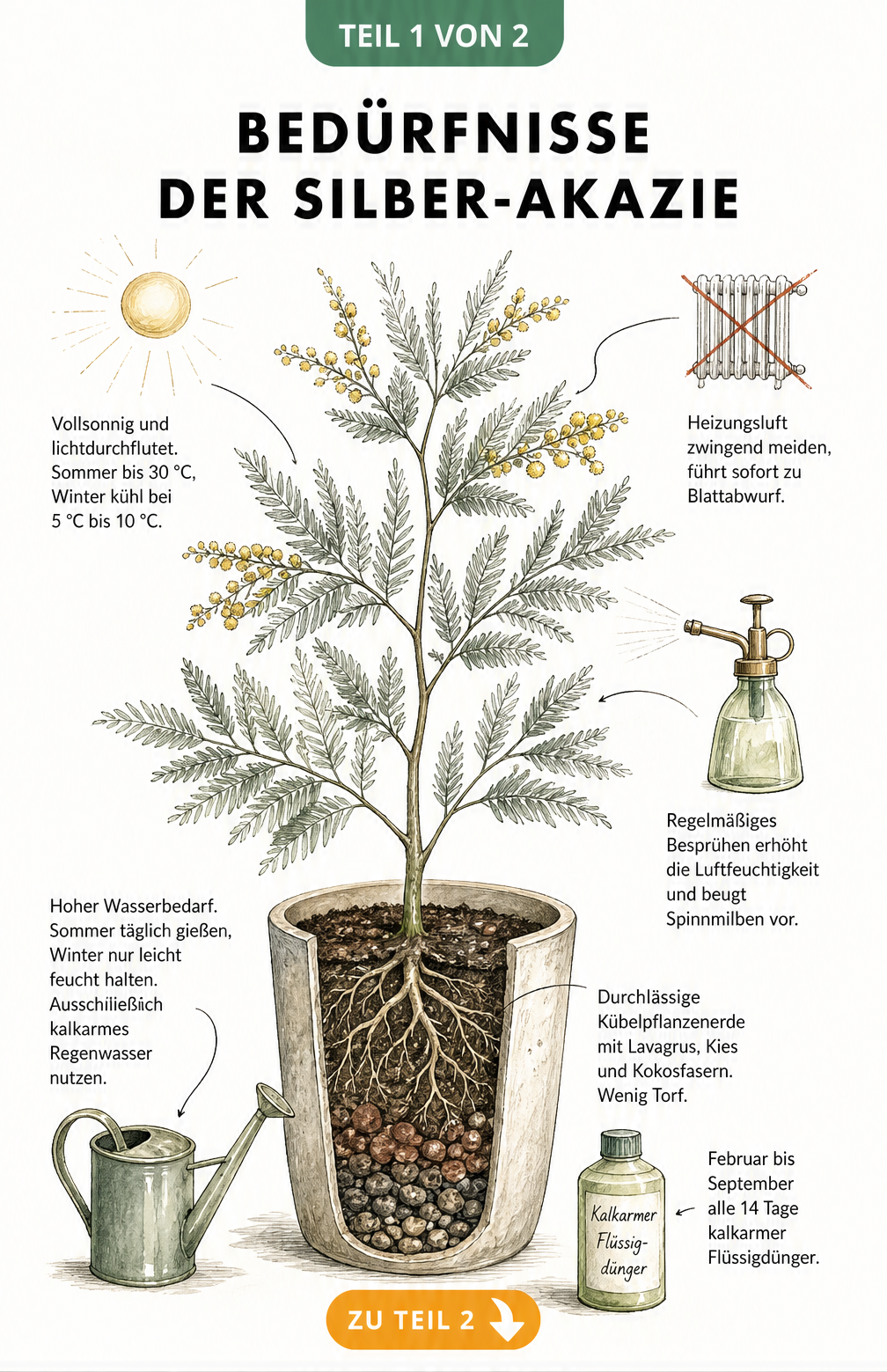 Botanische Illustration einer Silber-Akazie im Pflanzgefäß mit Pflegehinweisen zu Standort, Gießen, Düngen und Substrat.
