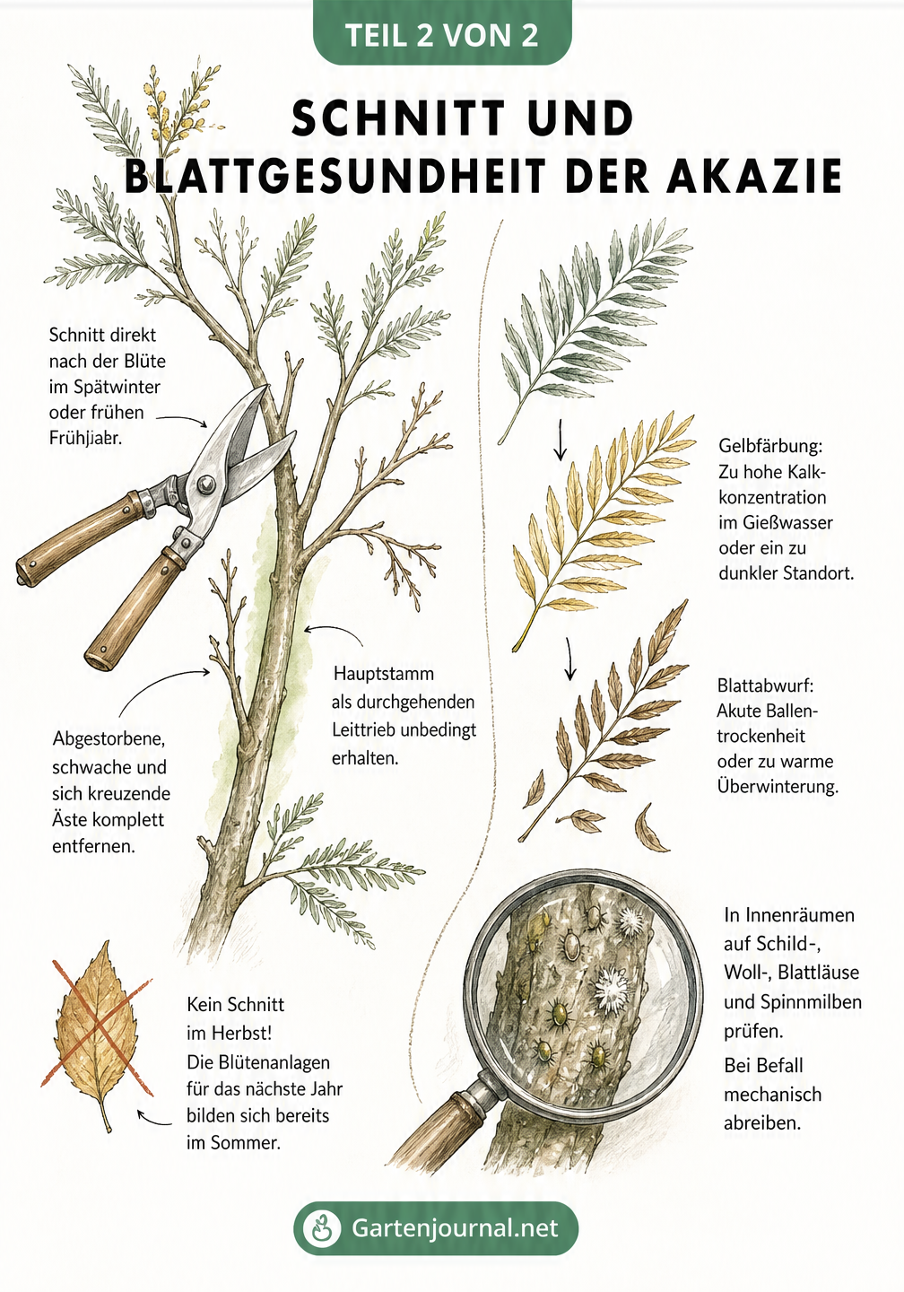 Illustration zum Schnitt einer Silber-Akazie und zur Diagnose von Blattverfärbungen sowie Schädlingsbefall.