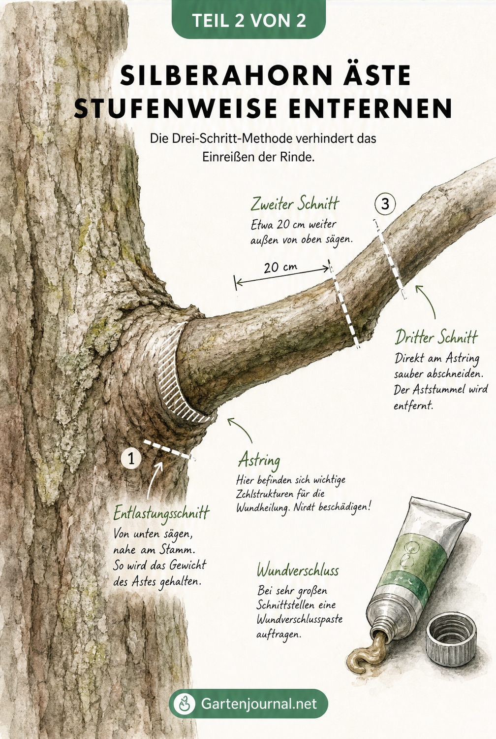 Illustration eines Baumstamms mit einem dicken Ast, die die Drei-Schritt-Methode zum stufenweisen Entfernen von Ästen ohne Rindeneinriss zeigt.