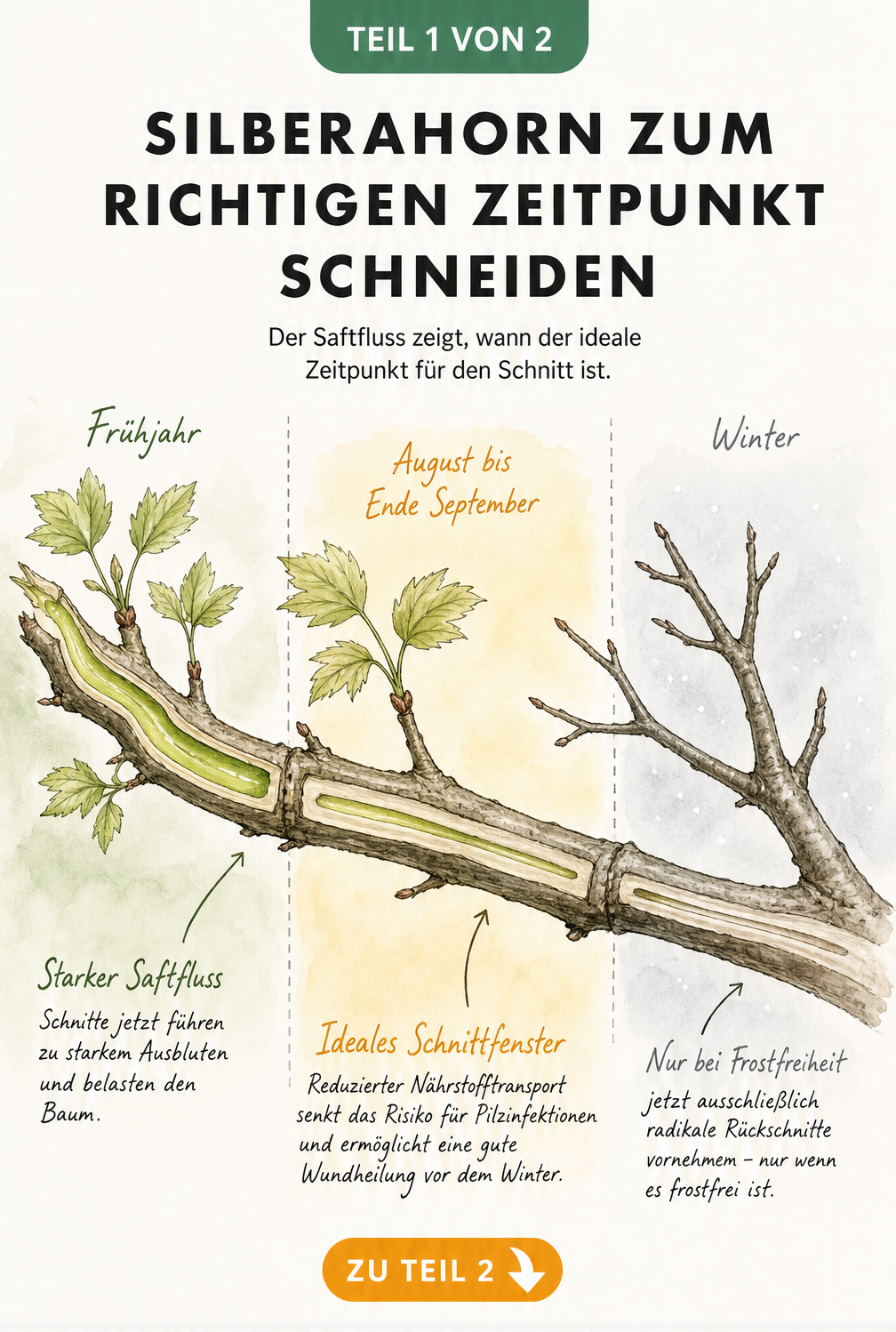 Botanische Illustration eines Silberahorn-Zweigs im Jahresverlauf, die den Saftfluss und den idealen Schnittzeitpunkt im Spätsommer zeigt.