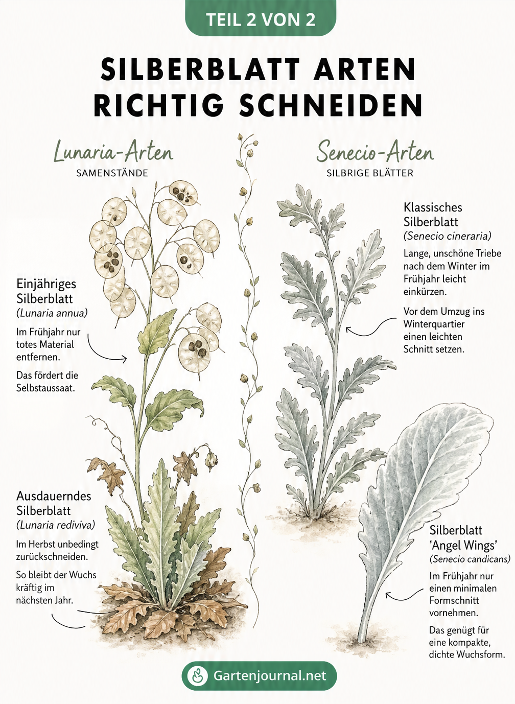 Aquarell-Illustration der Silberblatt-Arten Lunaria und Senecio mit Hinweisen zum jeweiligen Rückschnitt.