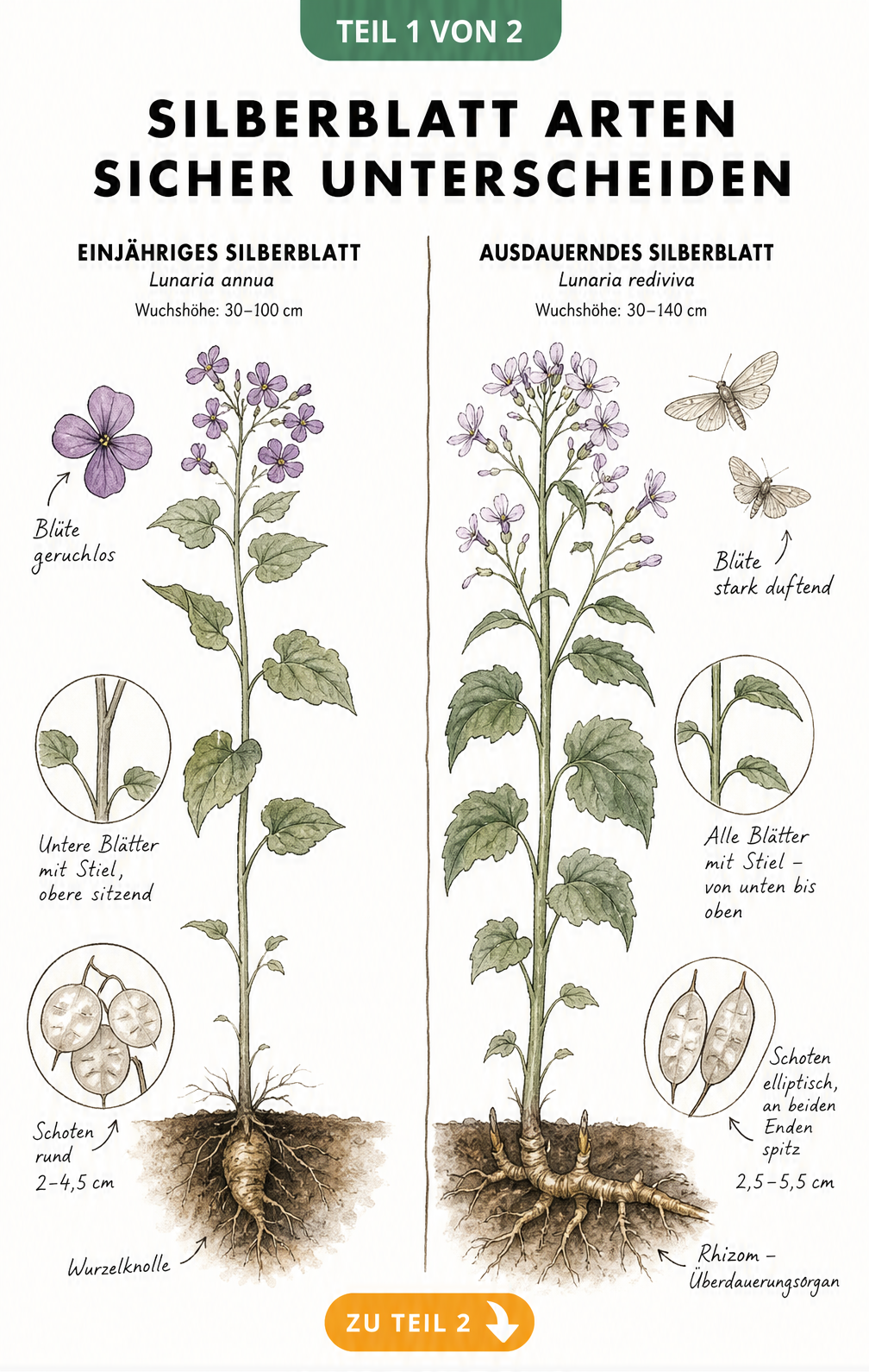 Botanische Illustration von Einjährigem und Ausdauerndem Silberblatt mit Wurzeln, Blättern, Blüten und Samenschoten