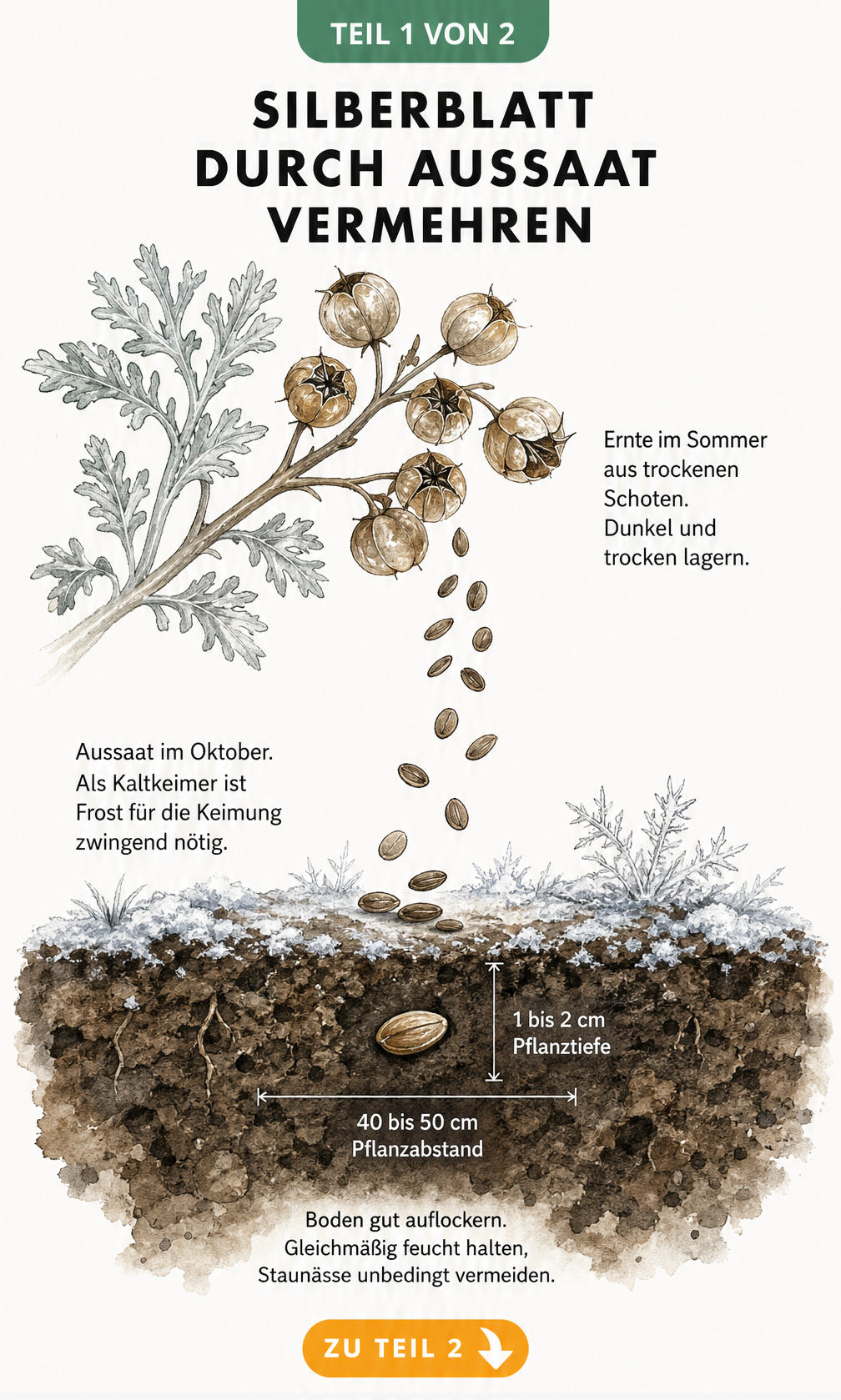 Botanische Illustration der Silberblatt-Aussaat: Von der Samenernte aus Schoten bis zur Keimung im Boden mit Frost