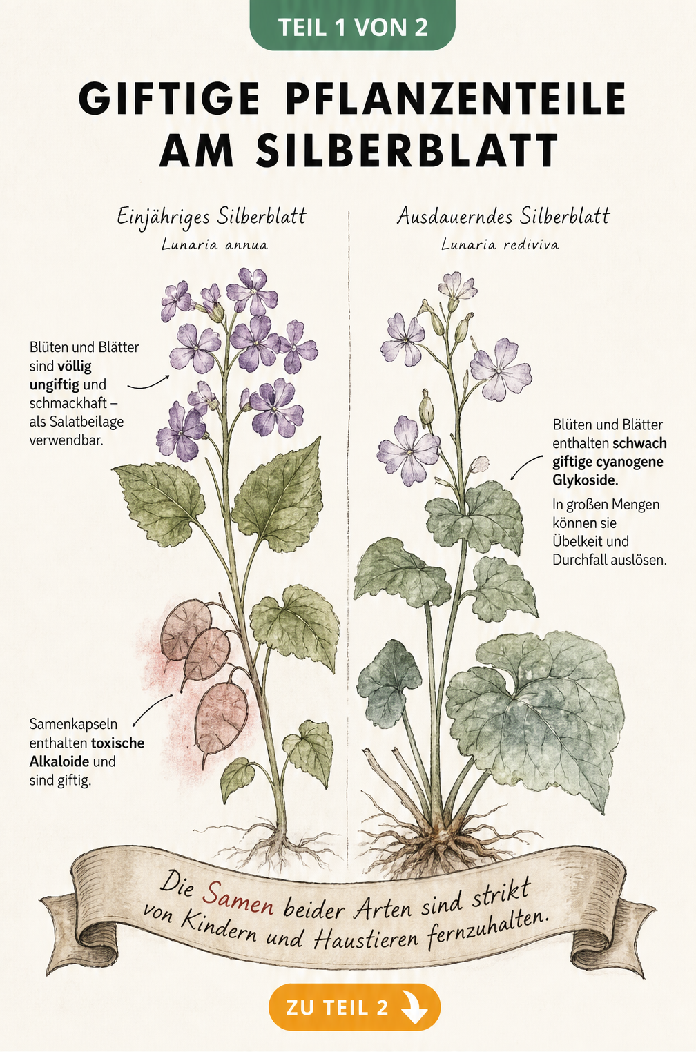 Illustration des Einjährigen und Ausdauernden Silberblatts mit Hinweisen zu giftigen und ungiftigen Pflanzenteilen