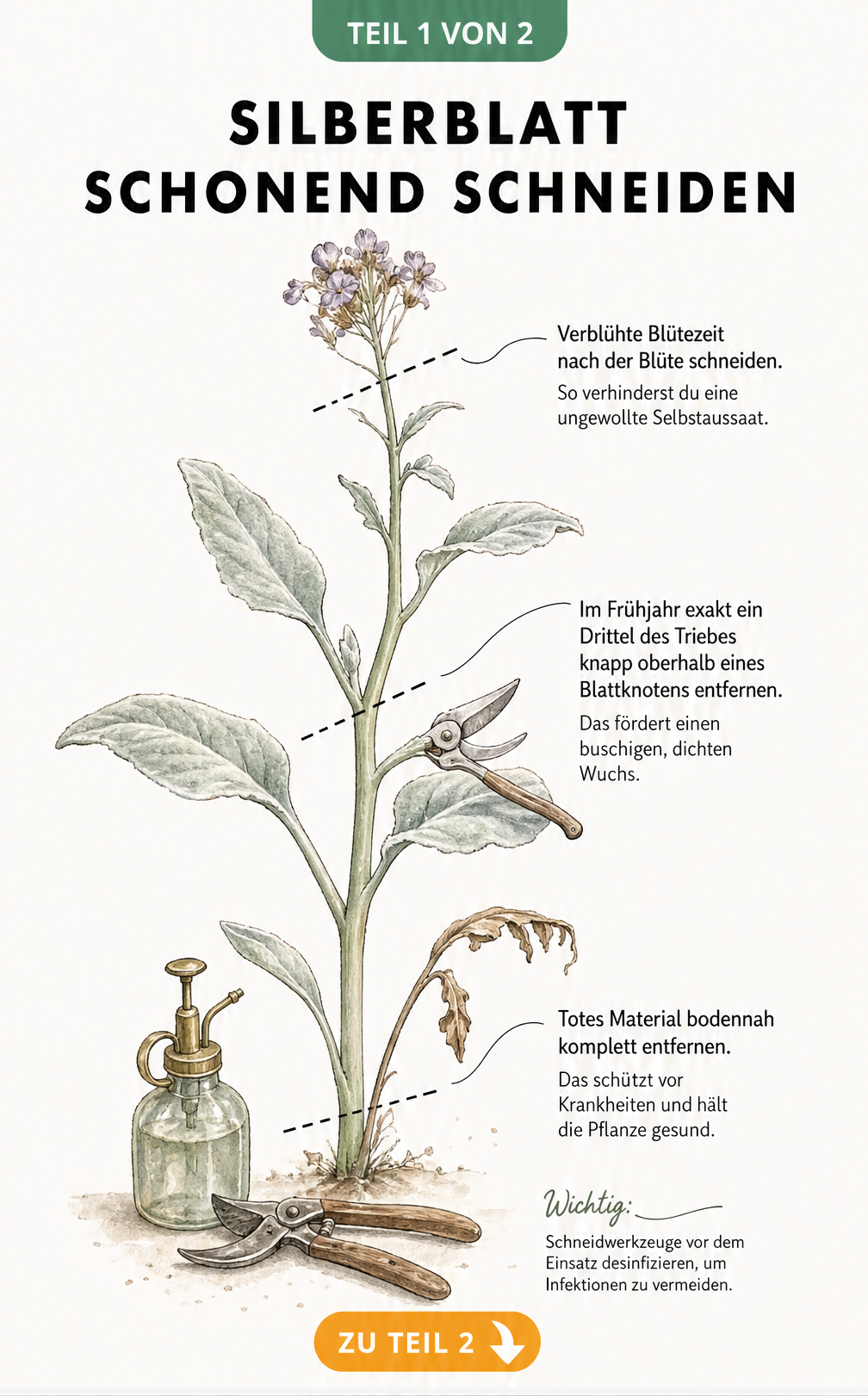 Botanische Illustration eines Silberblatt-Triebes mit Markierungen für den richtigen Schnitt nach der Blüte, im Frühjahr und an der Basis.