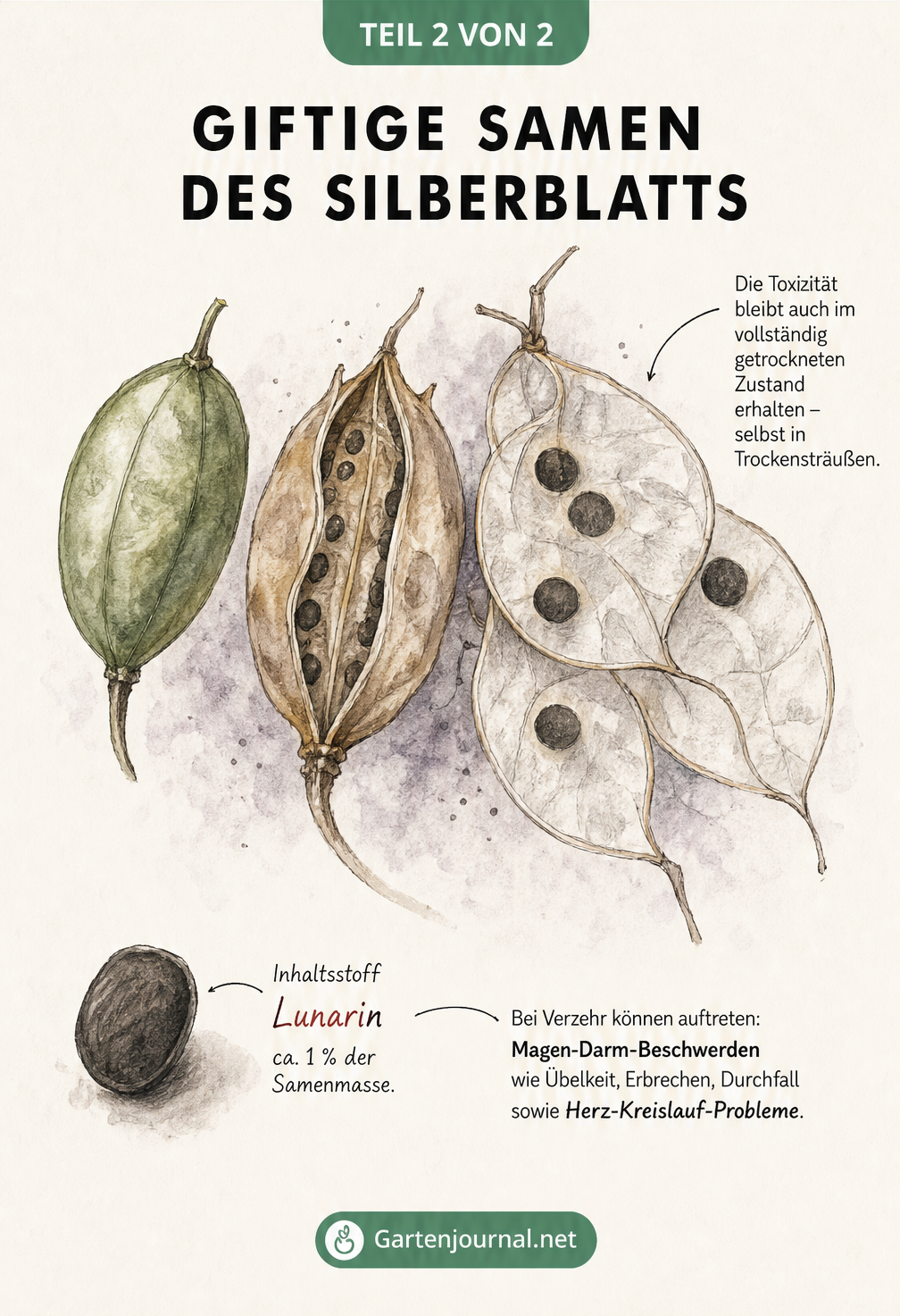 Makro-Illustration der Samenkapseln des Silberblatts in verschiedenen Entwicklungsstadien mit Warnhinweisen