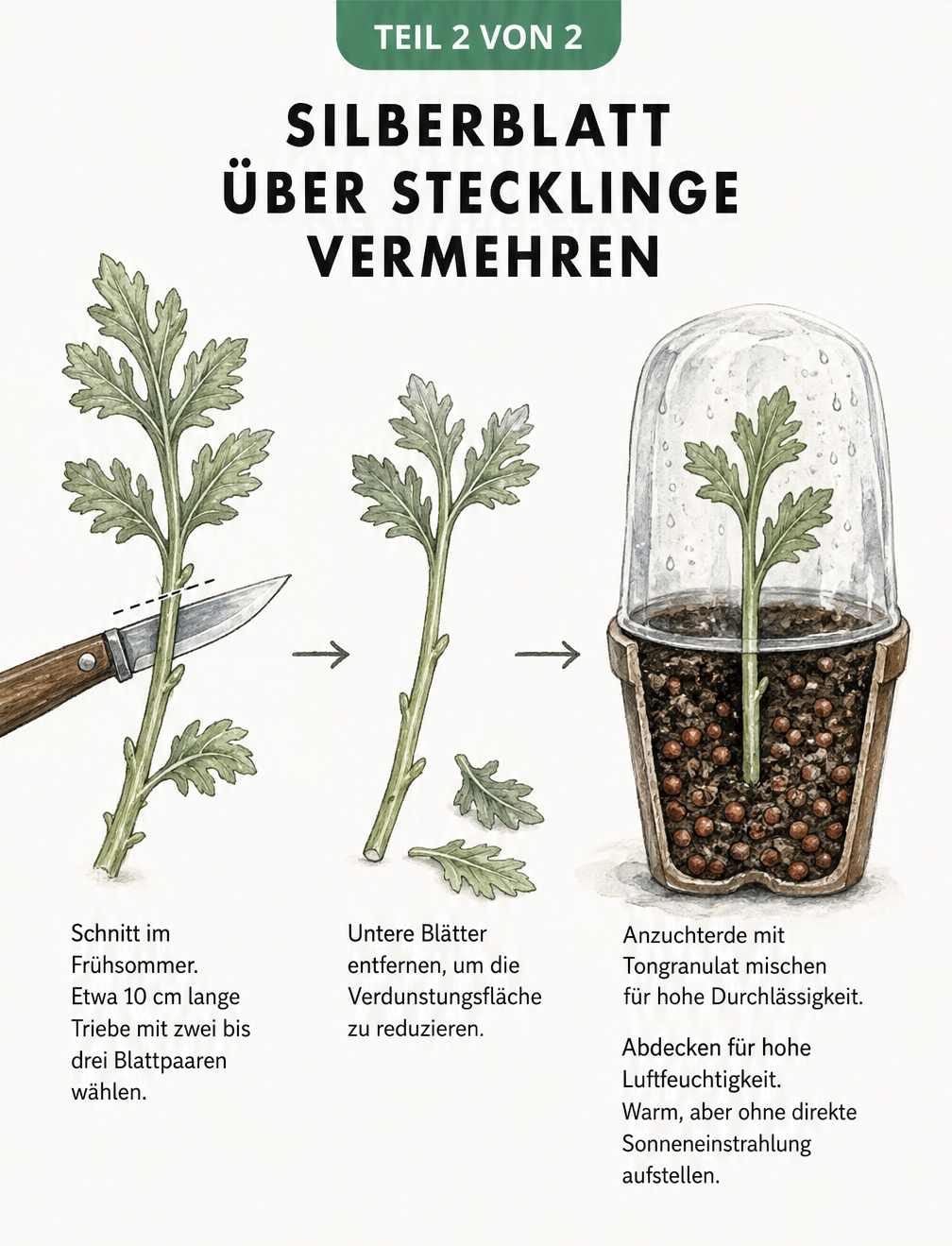 Illustration der Silberblatt-Vermehrung über Stecklinge: Trieb abschneiden, Blätter entfernen und im Anzuchttopf abdecken