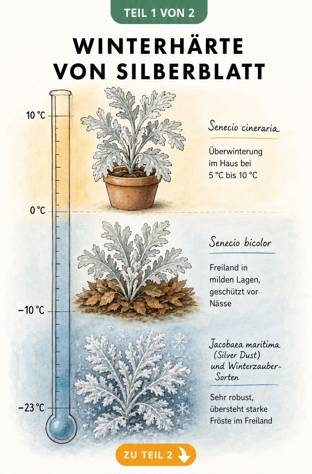 Botanische Illustration der Winterhärte verschiedener Silberblatt-Sorten auf einer Temperaturachse von 10 °C bis -23 °C