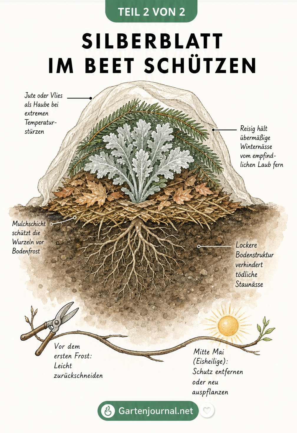 Querschnitt-Zeichnung eines Silberblatts im Gartenbeet mit Winterschutz aus Mulch, Reisig und Vlies